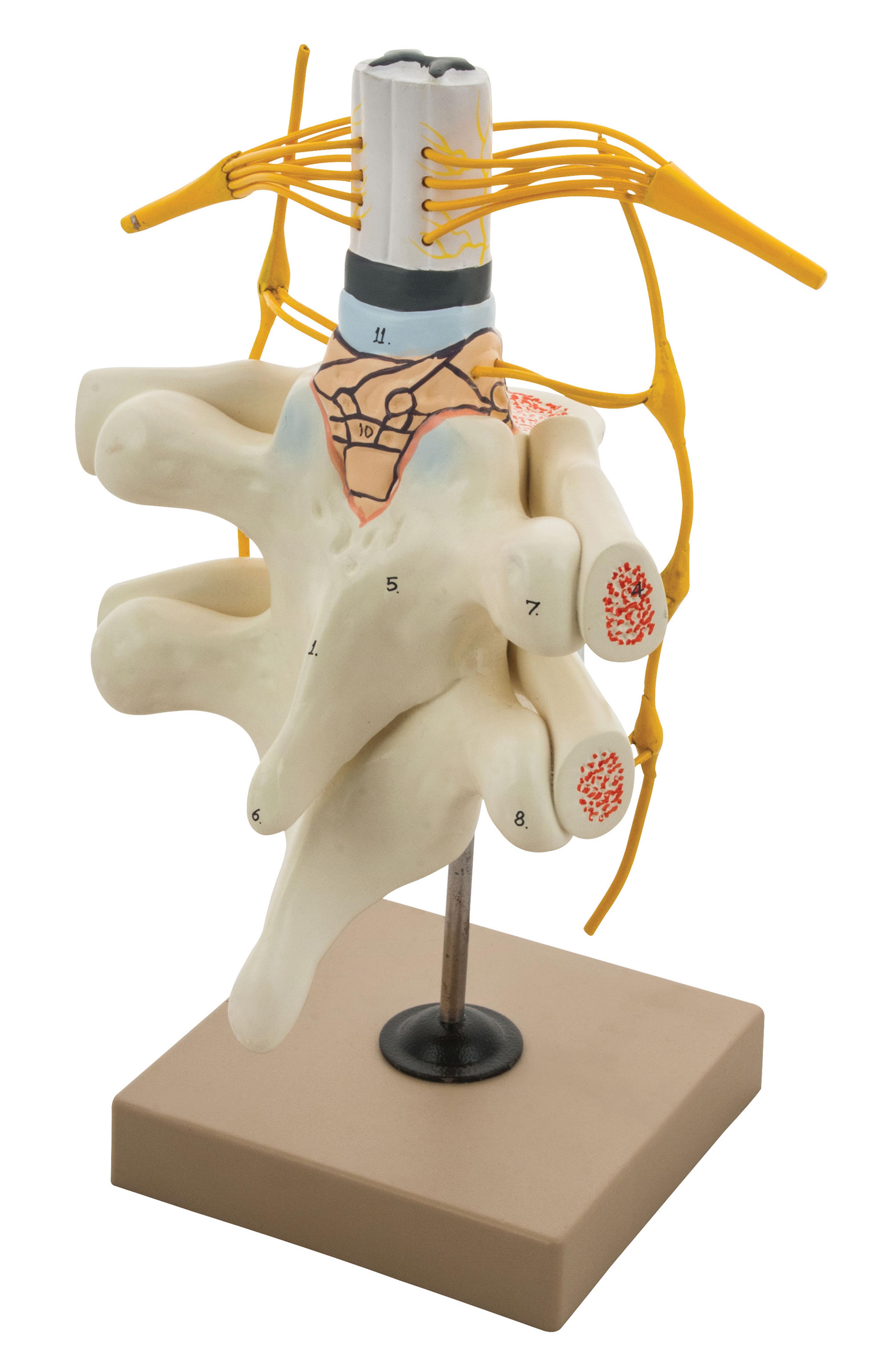 Spinal Cord and Nerves Model