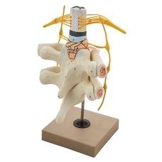 Spinal Cord and Nerves Model