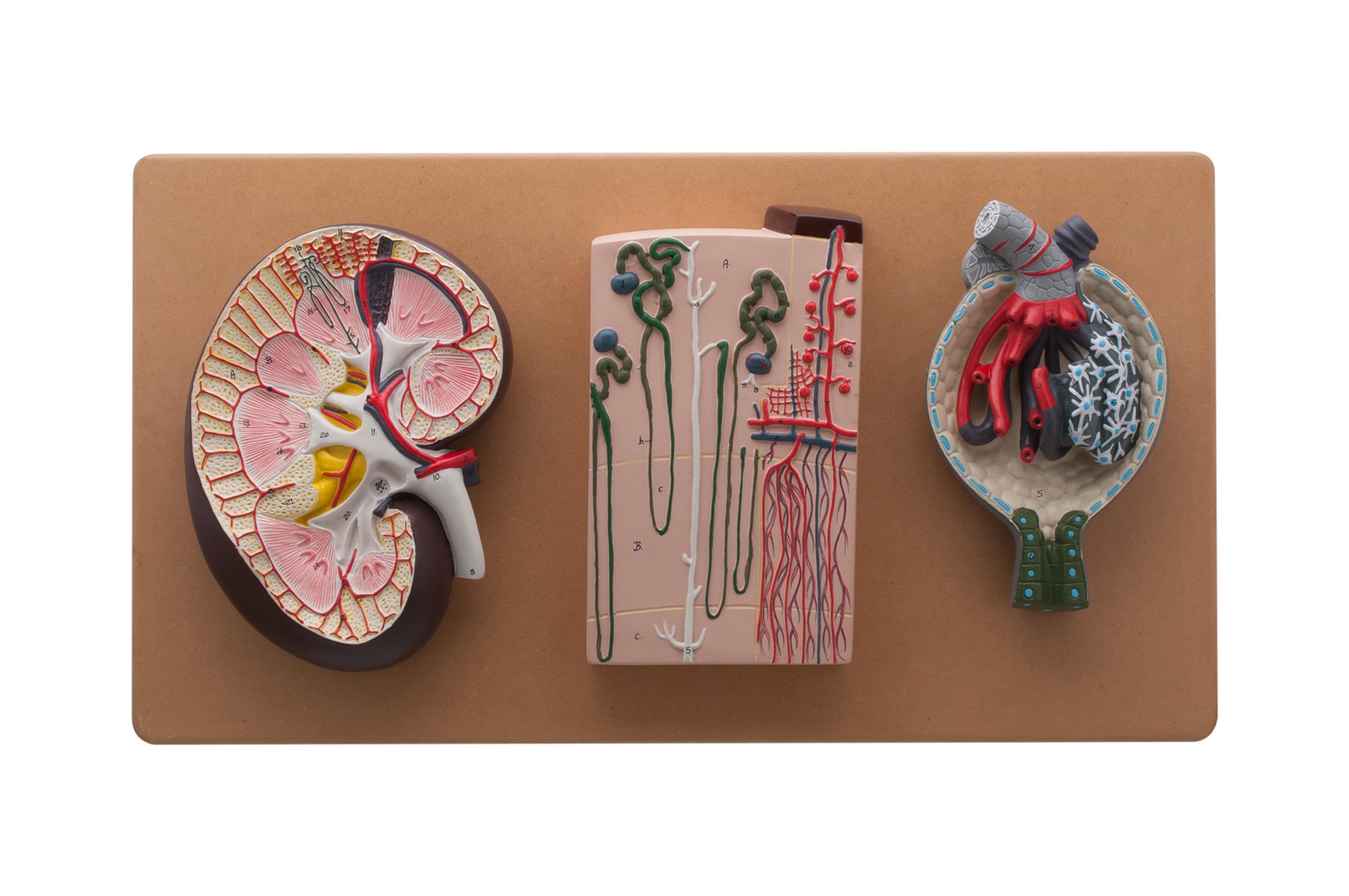 Kidney Section Model: with Nephrons, Blood Vessels & Kidney Glomerulus