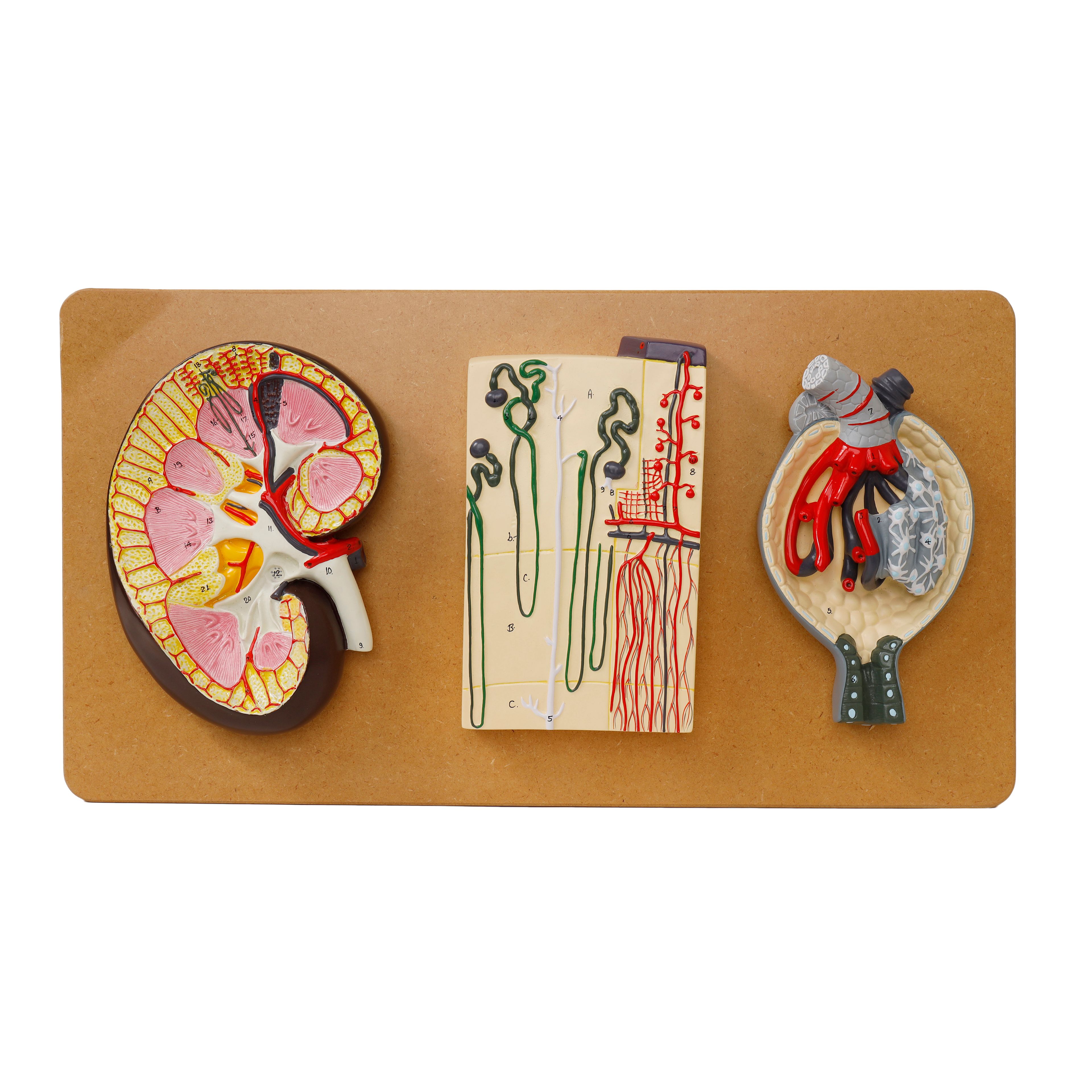 Kidney Section Model: with Nephrons, Blood Vessels & Kidney Glomerulus