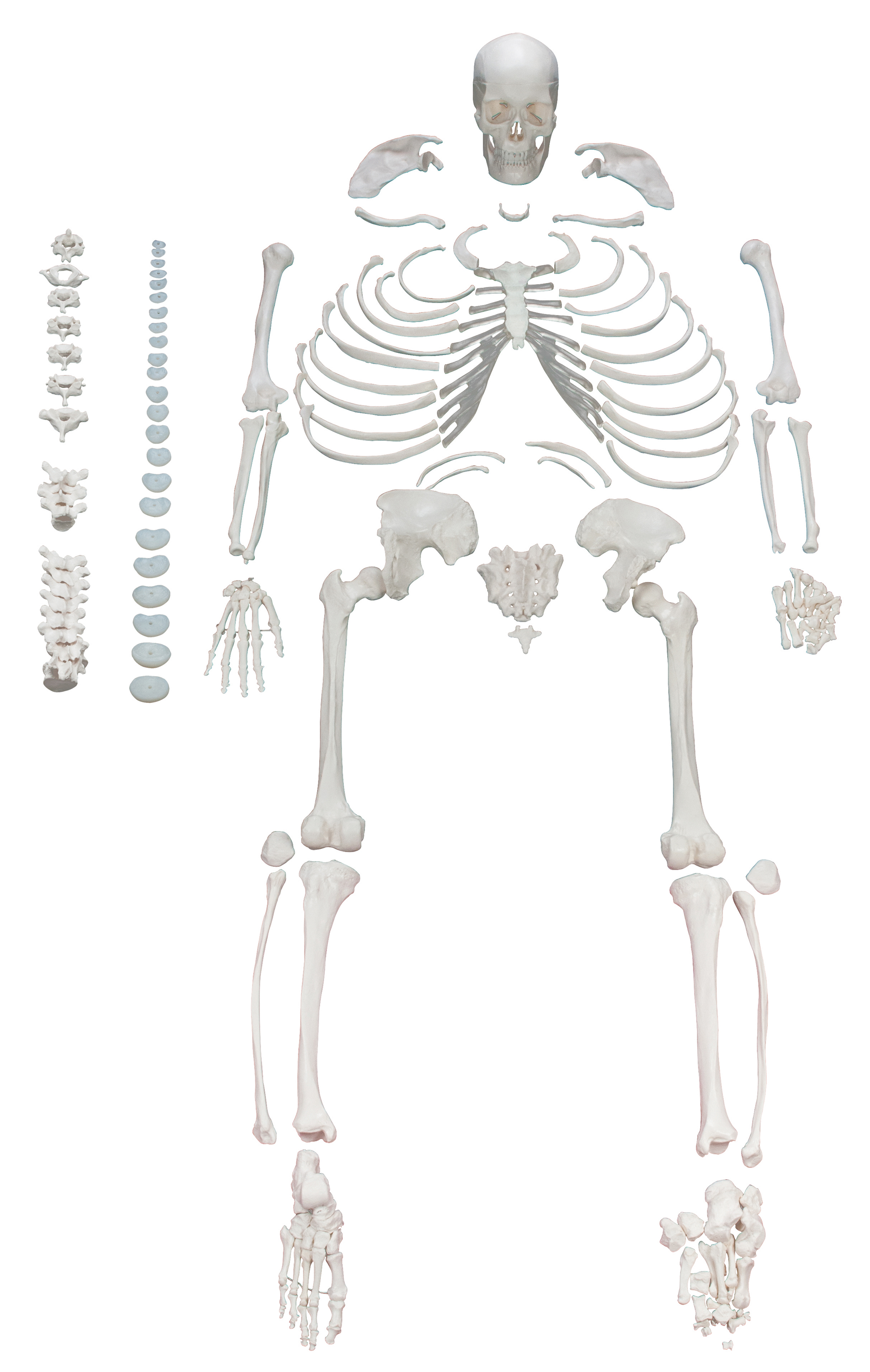 東京都 Female Pelvic Skeleton Anatomical Model， Medical Quality