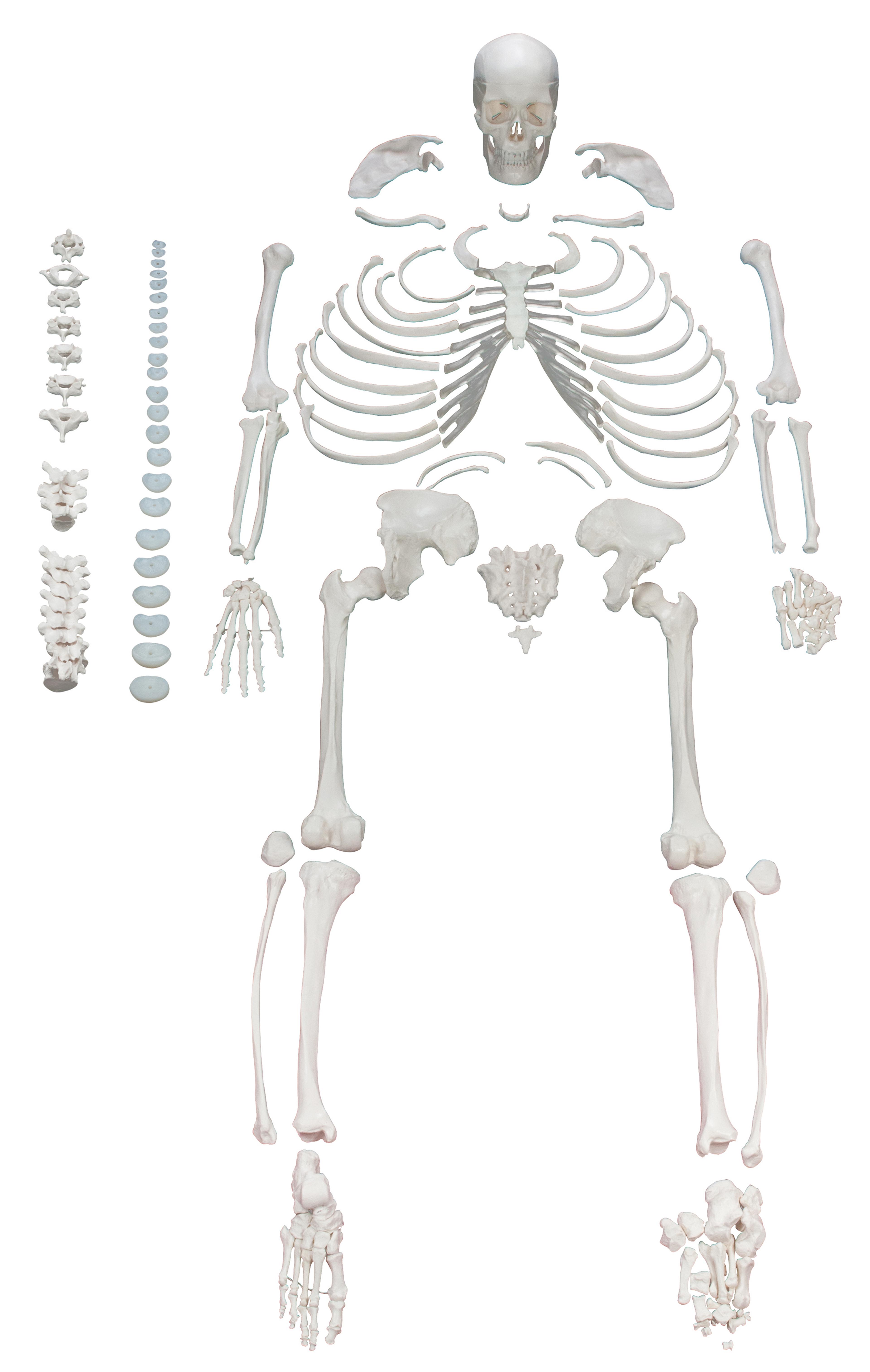 Disarticulated Human Skeleton - Life Size