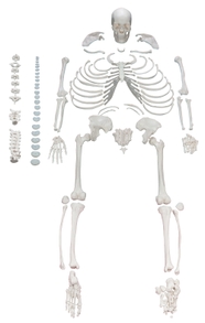 PP00050280 Disarticulated Human Skeleton Life Size Philip Harris