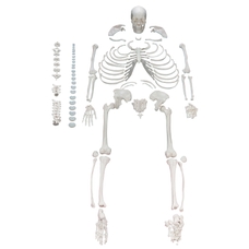 Disarticulated Human Skeleton - Life Size