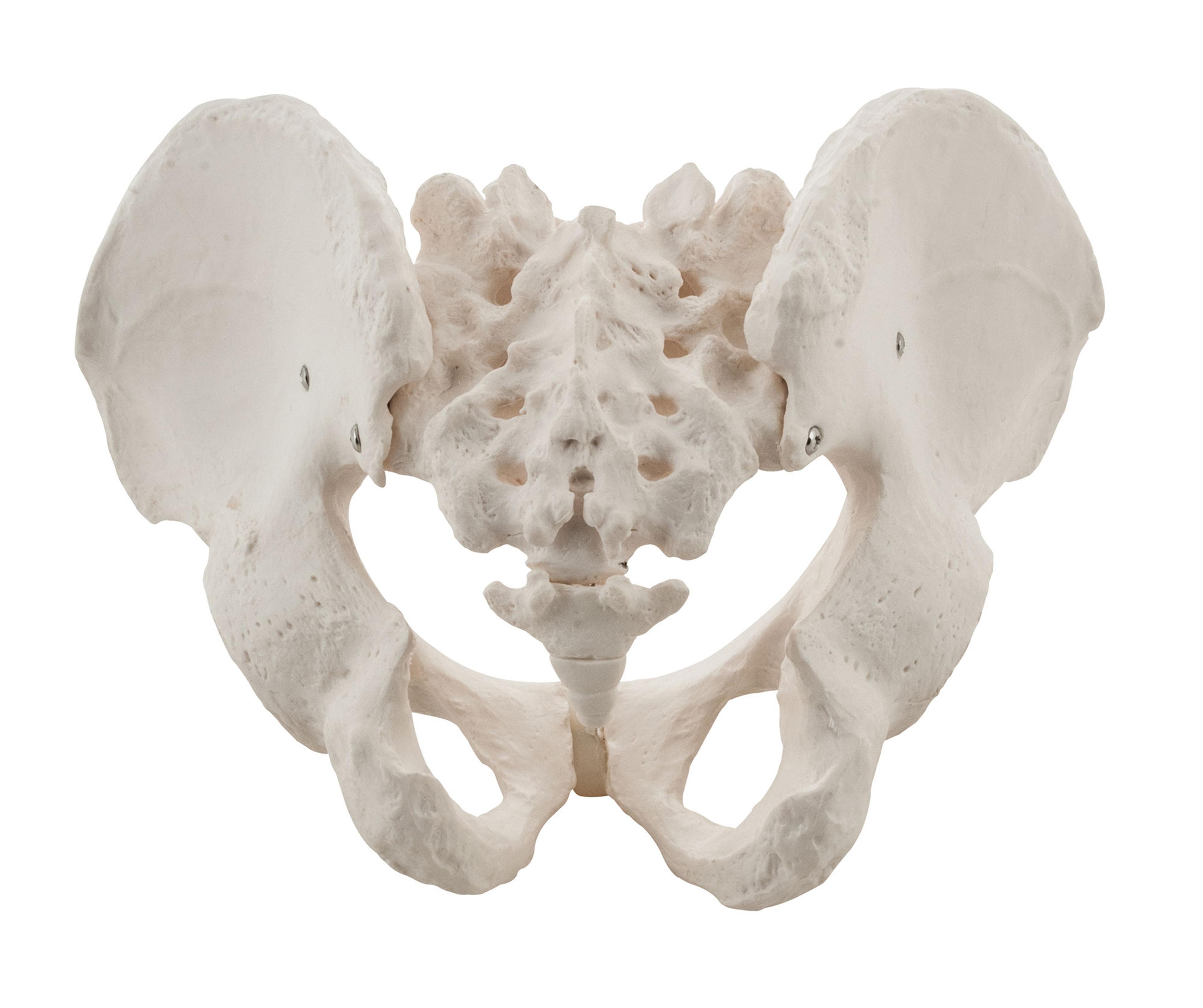 Male Pelvis Model