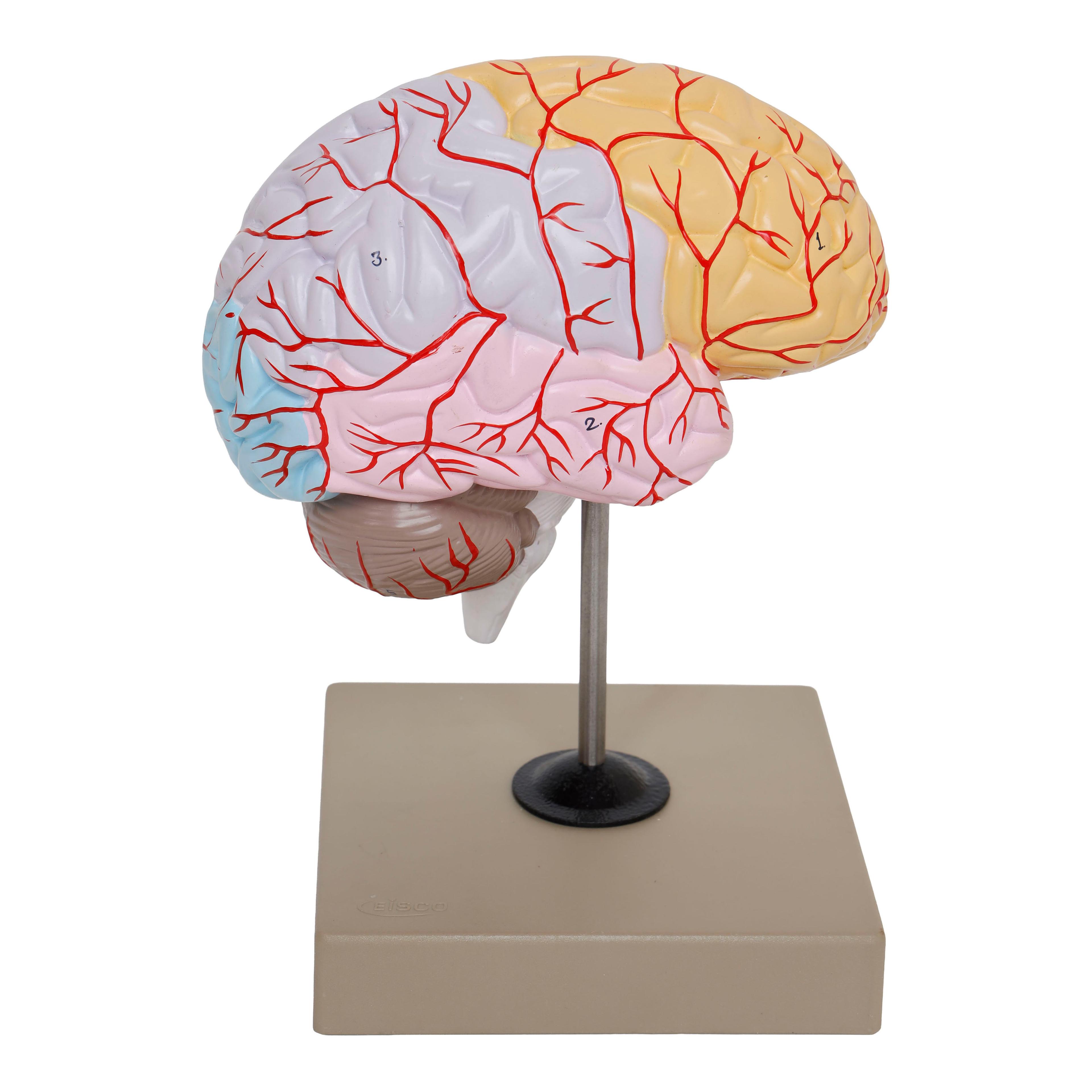 Lobes of the Brain Model