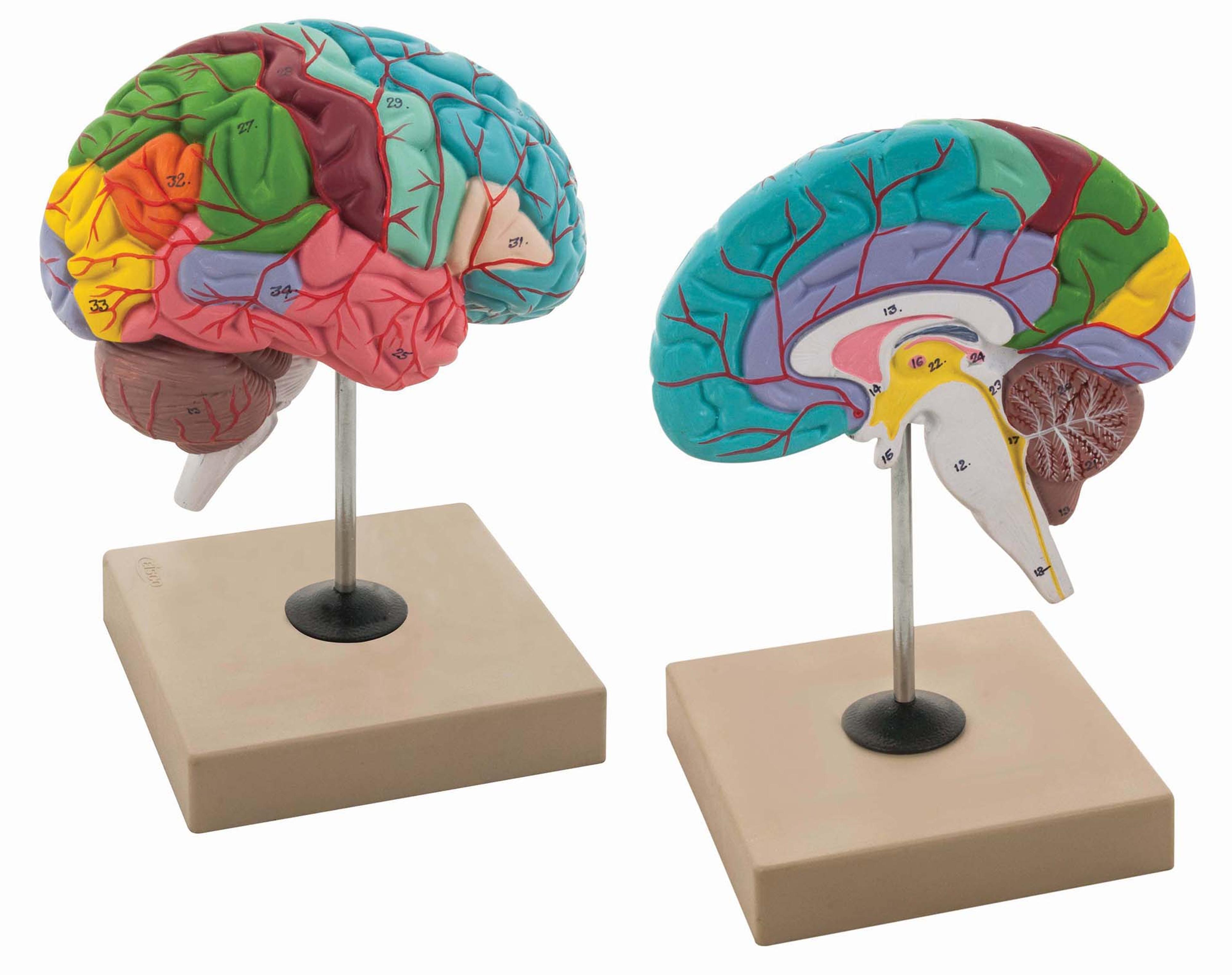 Functions of the Brain Model 