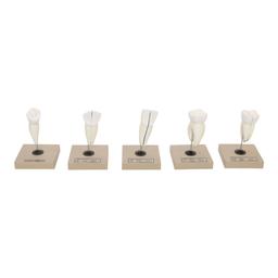Human Teeth: Set of 5 Models