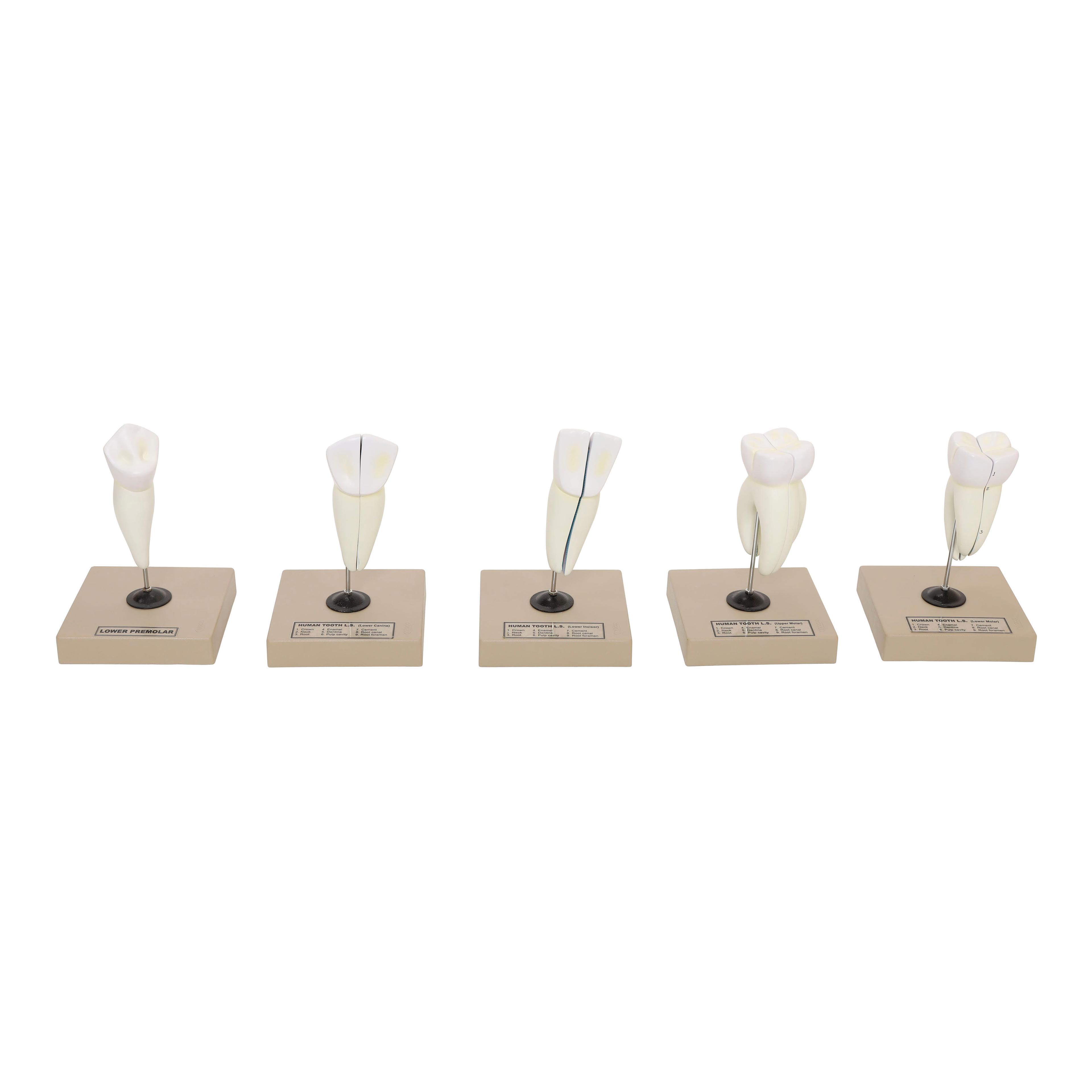 Human Teeth: Set of 5 Models