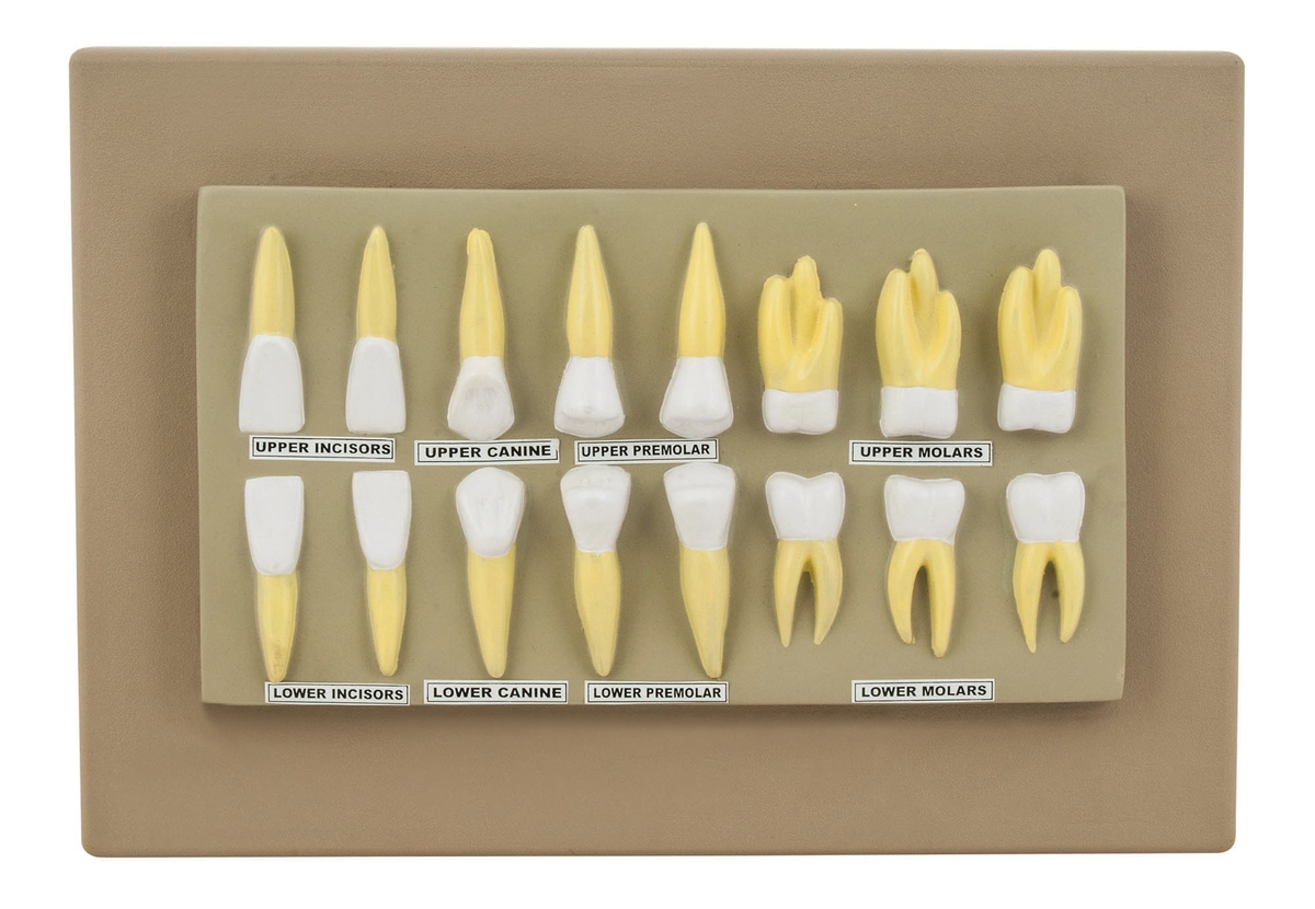Human Teeth: Display Model - 16 Teeth | PP00050321 | Philip Harris