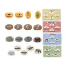 Life Cycle Discovery Stones from Hope Education