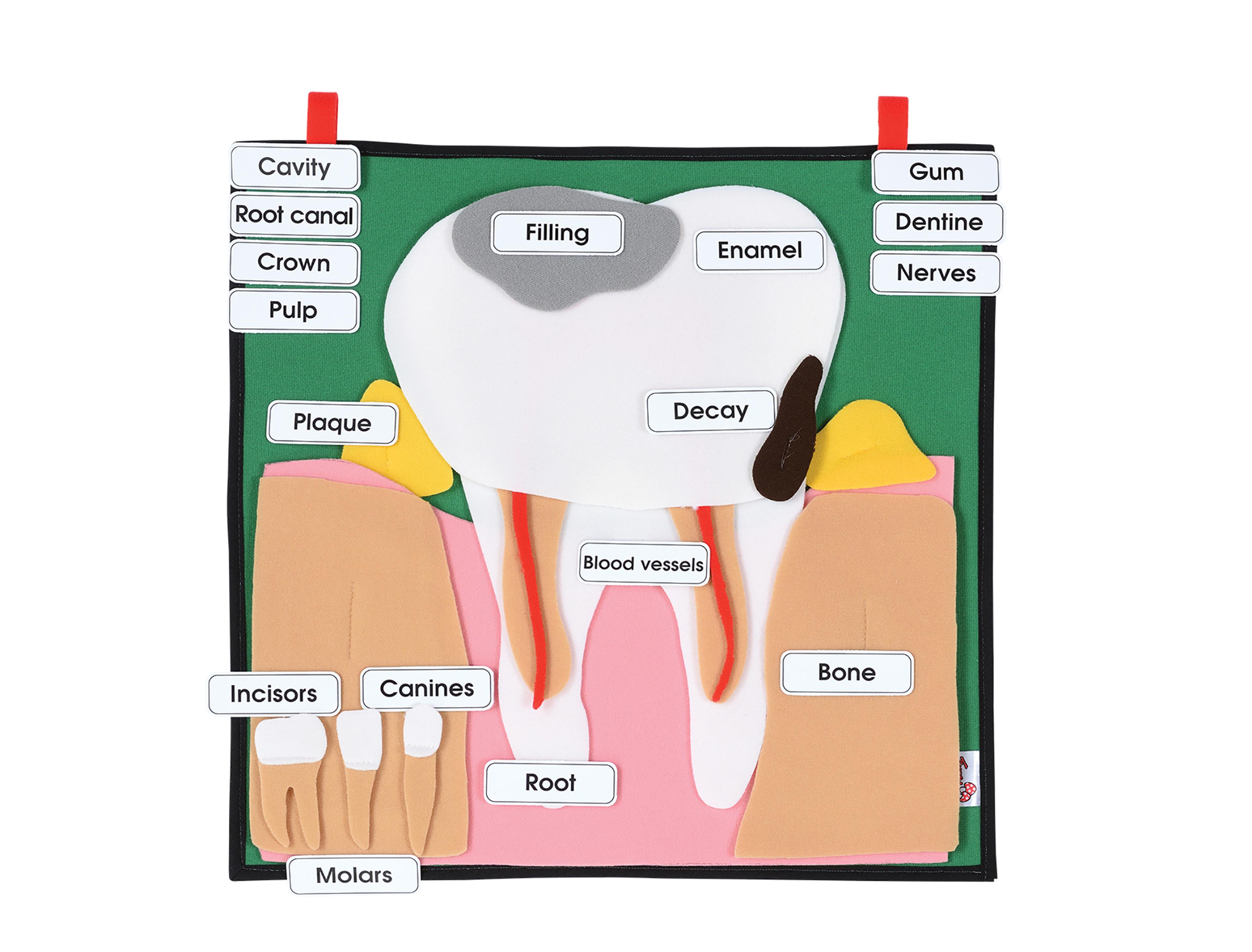 Big Tooth - Interactive Display
