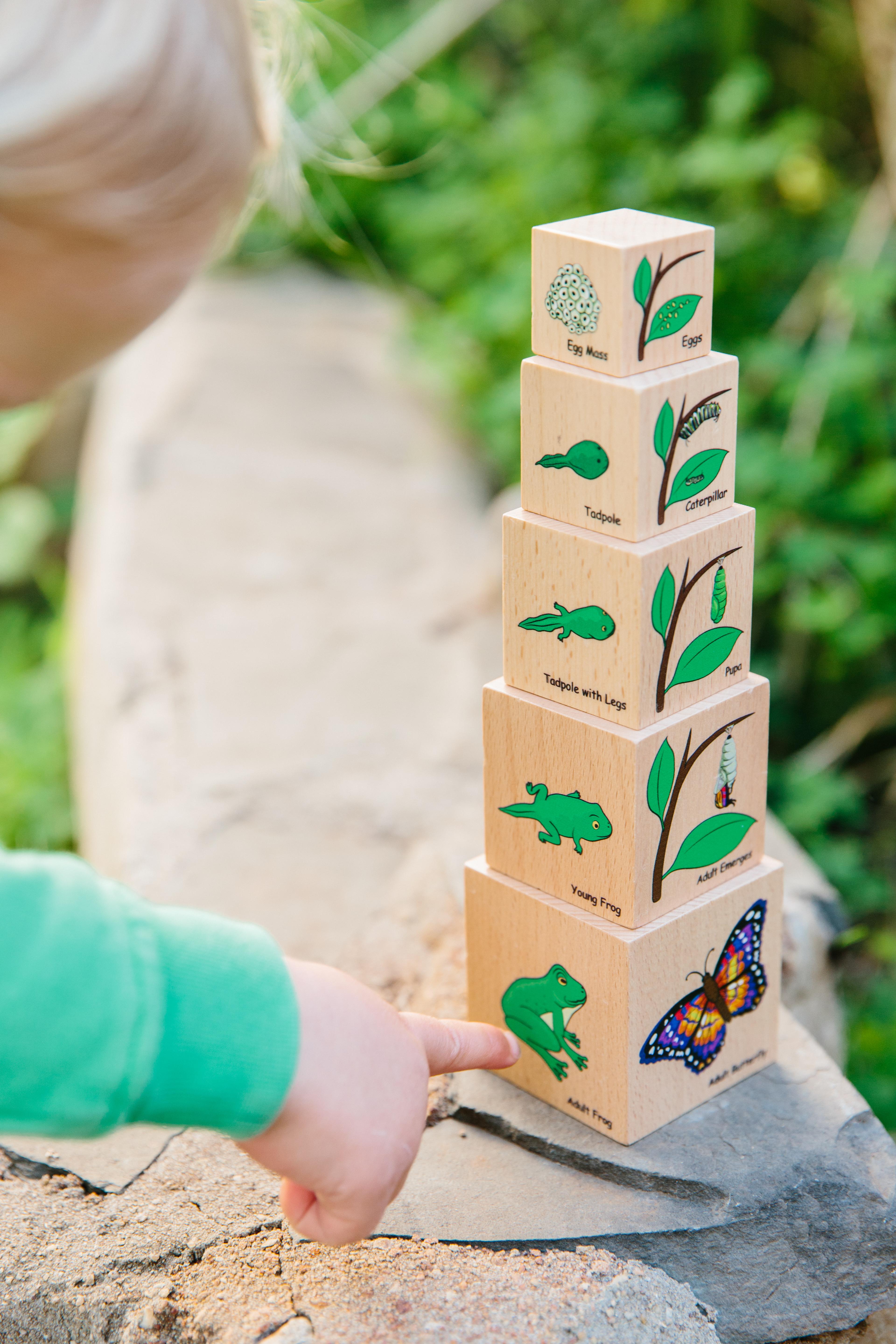 educational advantage Life Cycle Wooden Blocks