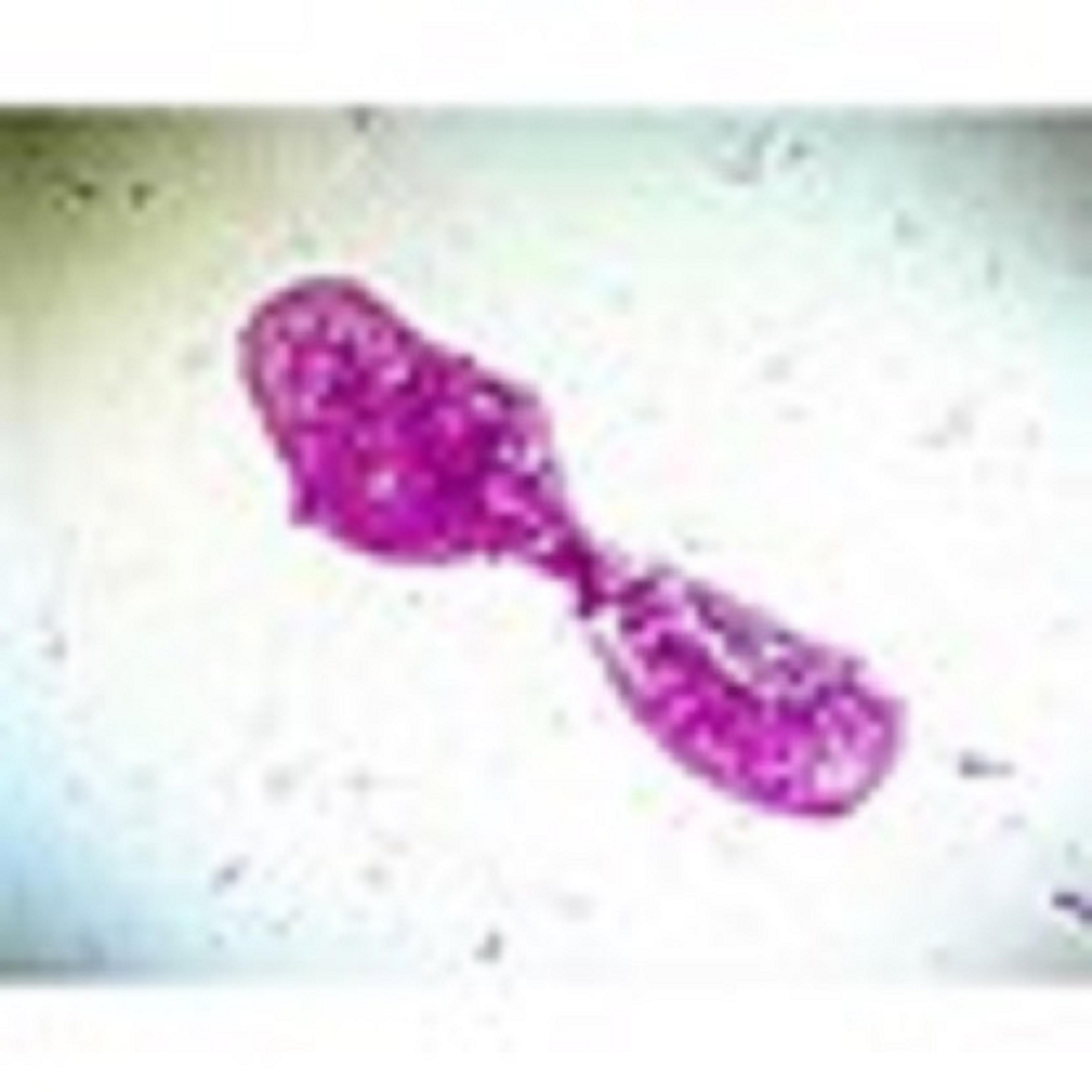 Philip Harris Bacterial Slide Set - Set of 3 Slides
