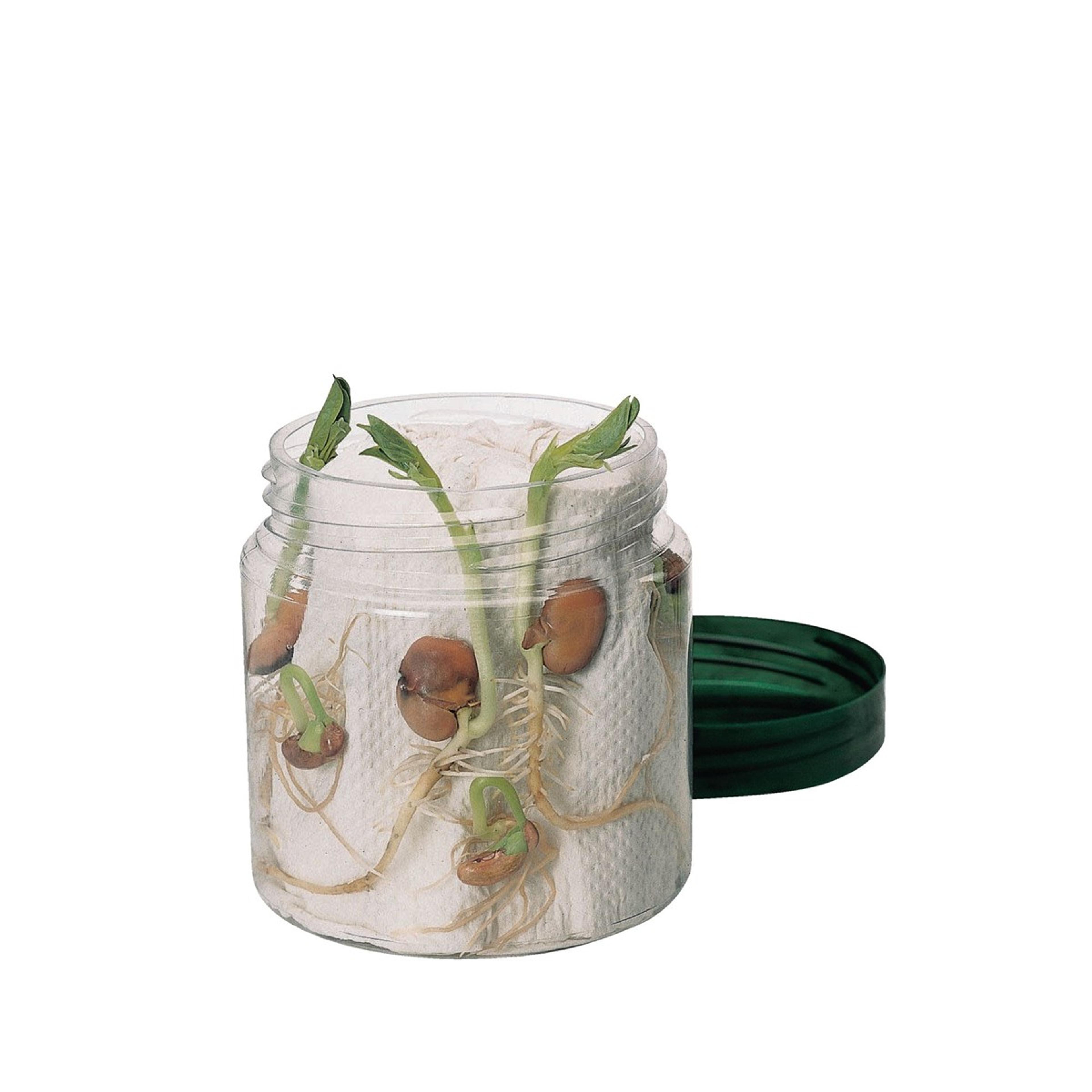 Laboratory Grade Seeds: Barley - 500g