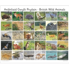 30 Bilingual Welsh British Wild Animals - Photo Board