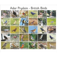 30 Bilingual Welsh British Birds - Photo Board