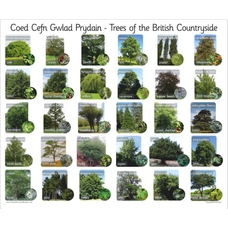 30 Bilingual Welsh British Trees - Photo Board