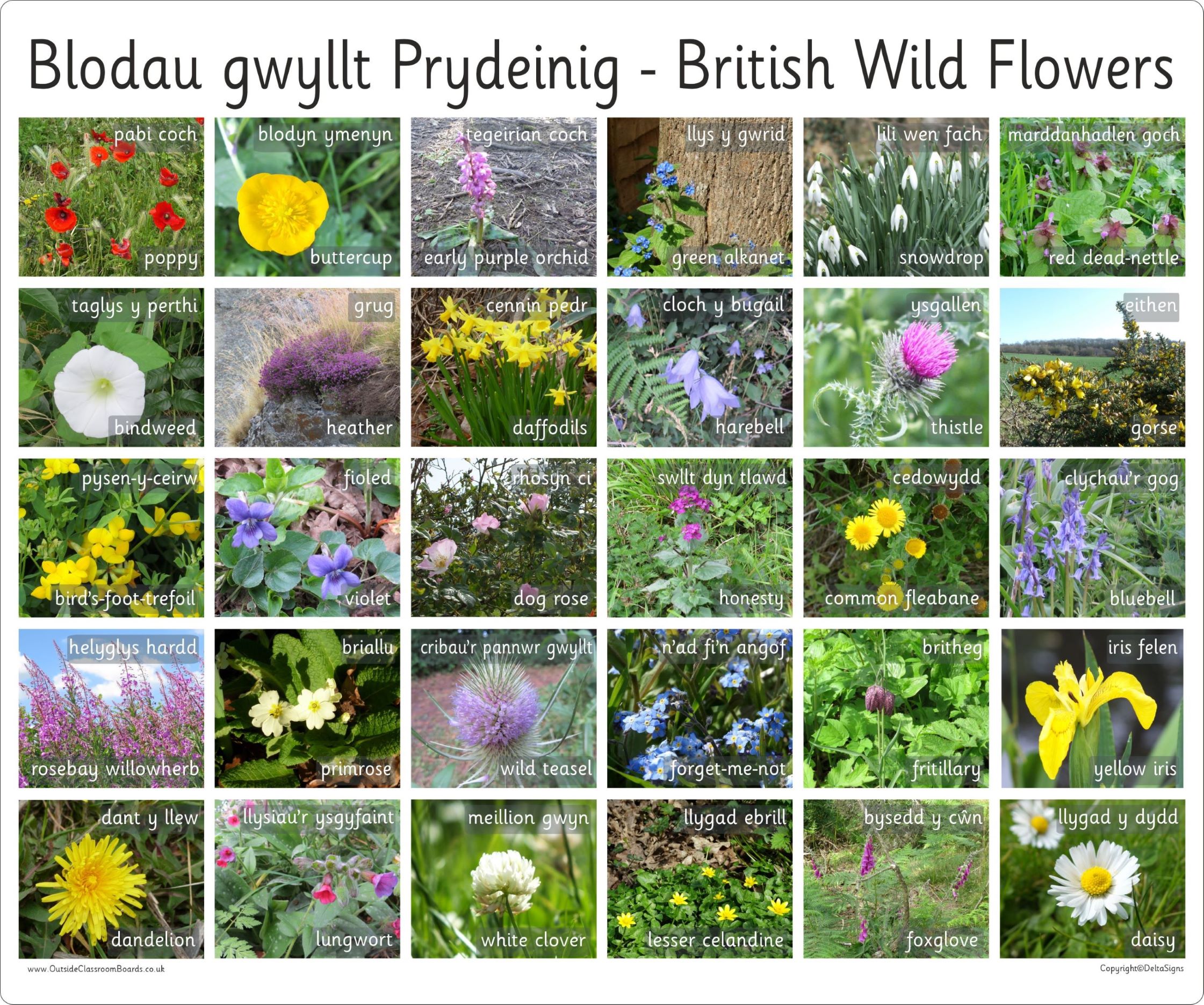 english wild flowers