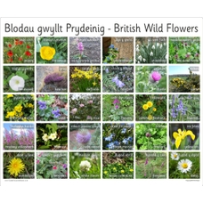30 Bilingual Welsh British Wild Flowers - Photo Board