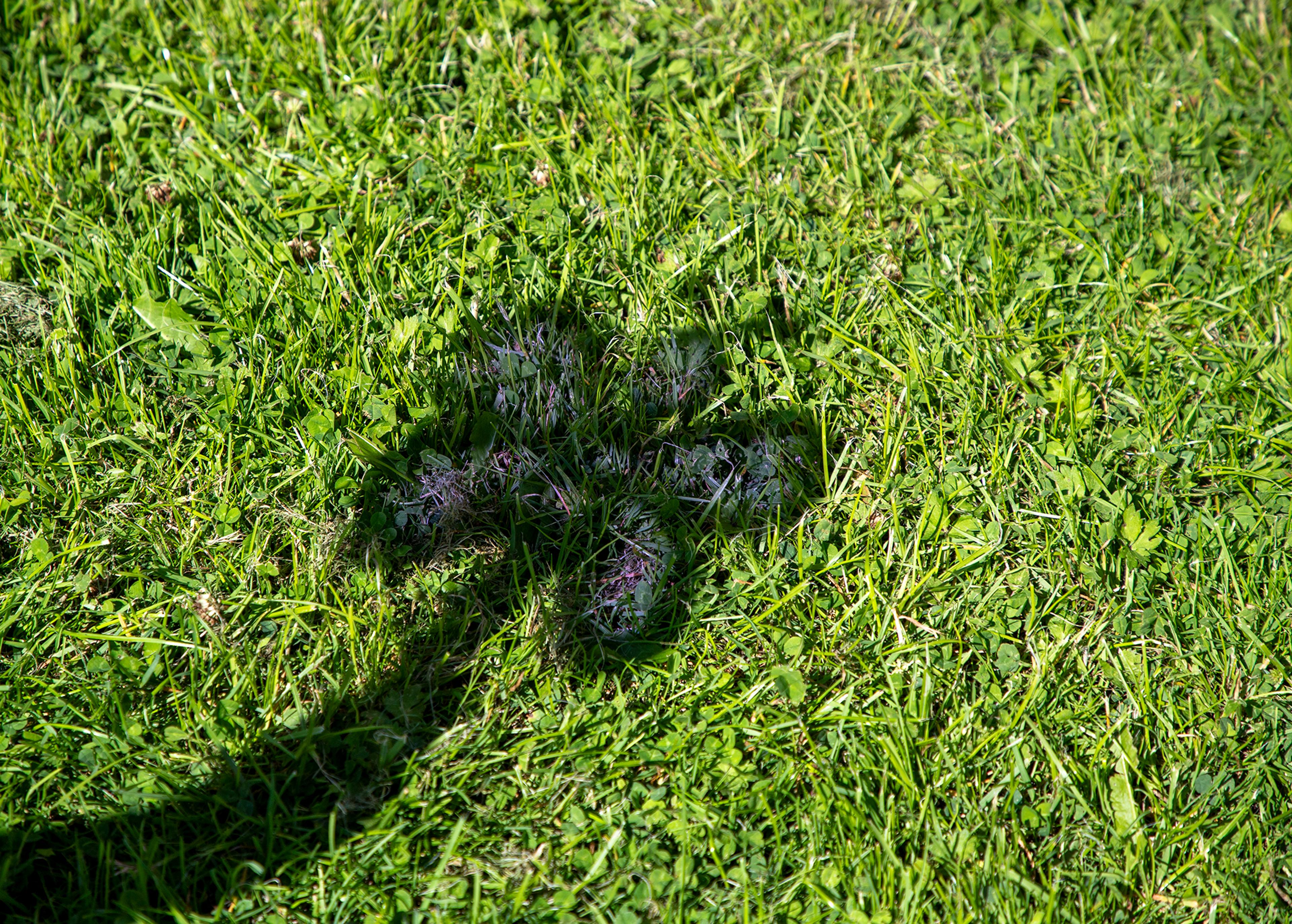 Image 15
