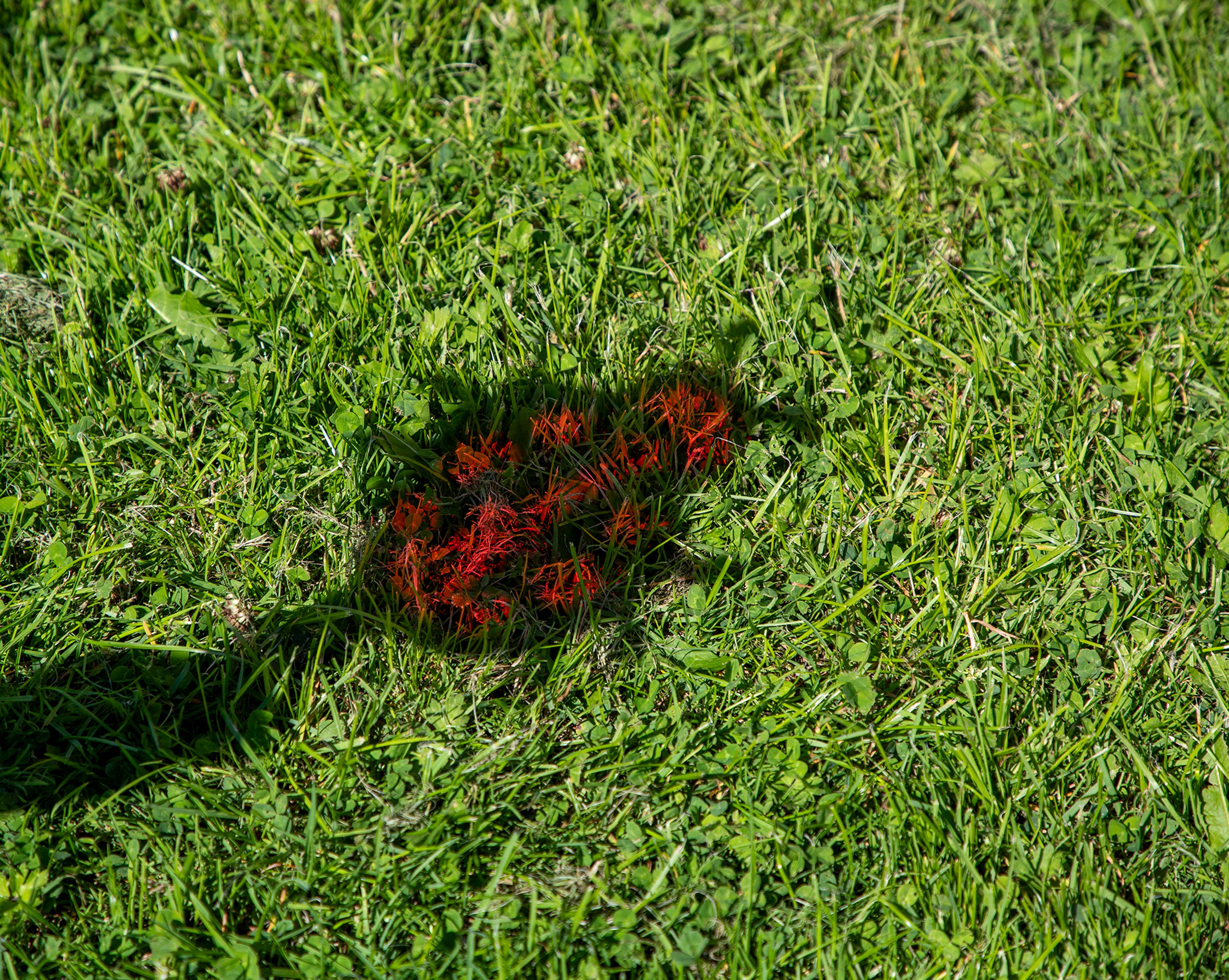 Image 16