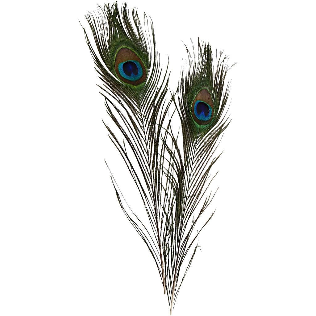 HP00053725 - Peacock Feathers - Pack of 10 | Hope Education