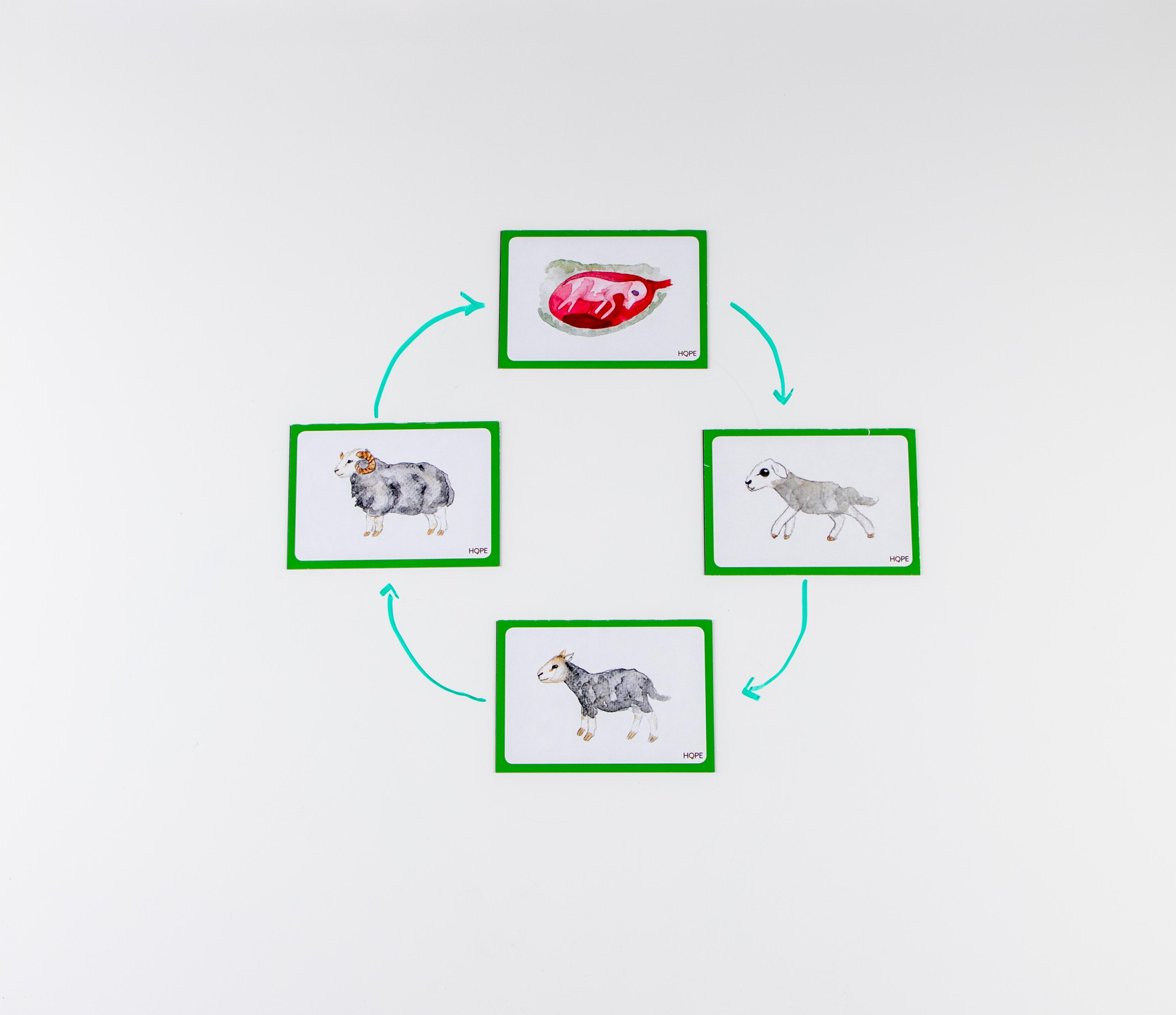 Mammal Life Cycles Magnetic Tiles from Hope Education