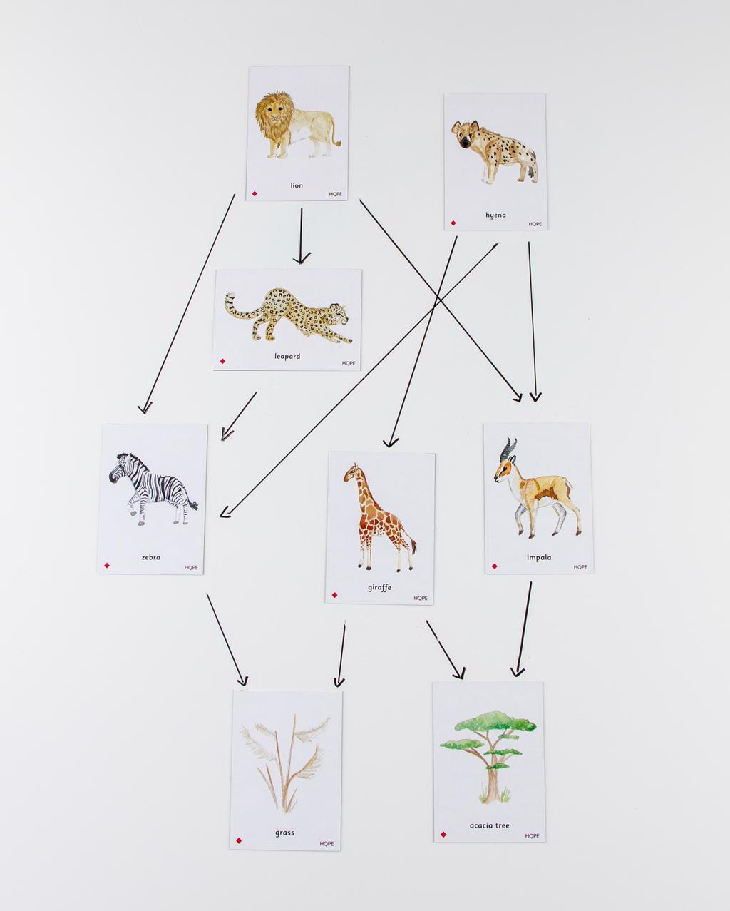 Food Chain African Savannah Magnetic Tiles from Hope Education Biology Diagrams