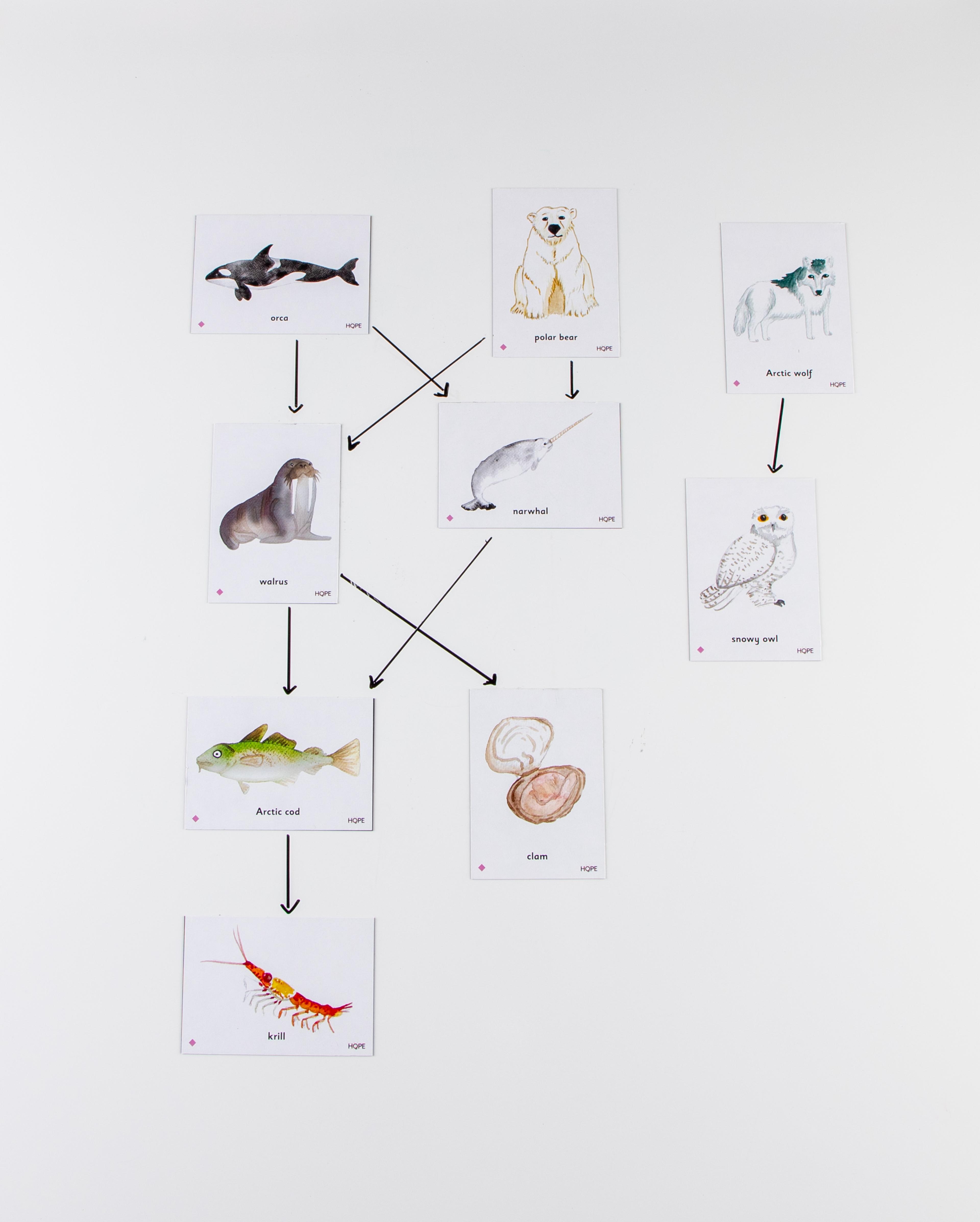 Food Chain Arctic Magnetic Tiles from Hope Education