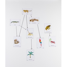 Food Chain Amazon Rainforest Magnetic Tiles from Hope Education