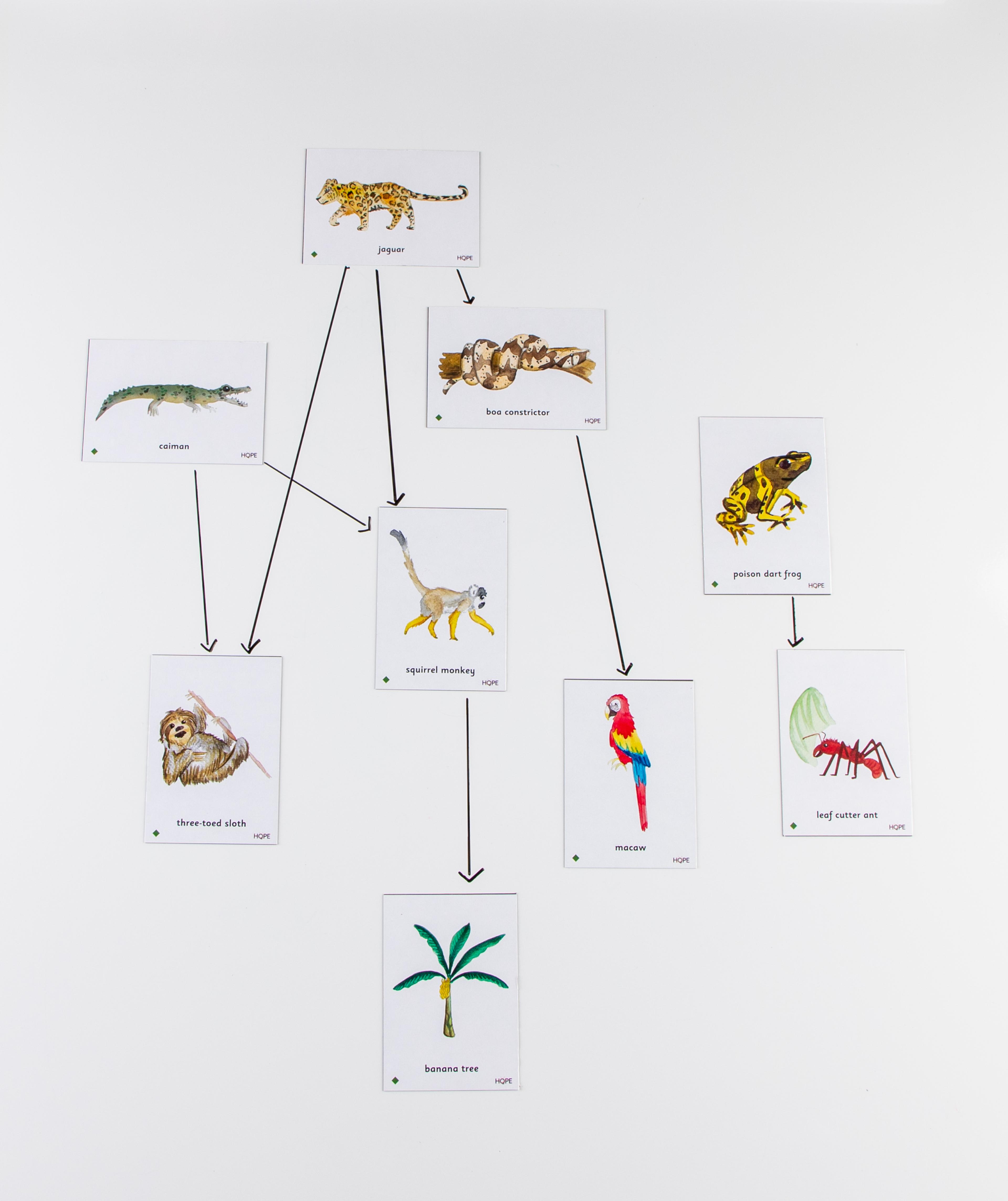 Food Chain Amazon Rainforest Magnetic Tiles from Hope Education
