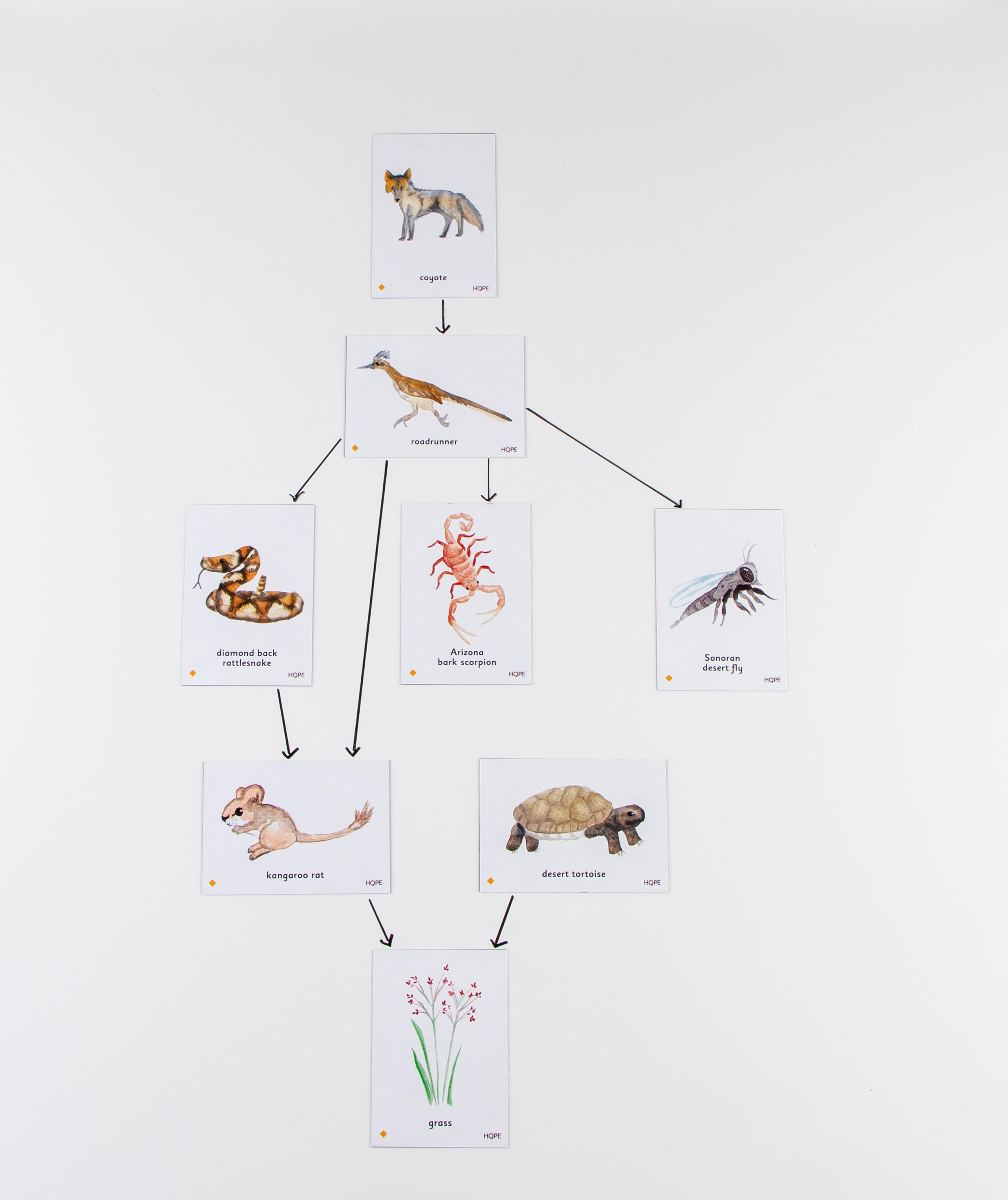 Food Chain Sonoran Desert Magnetic Tiles from Hope Education