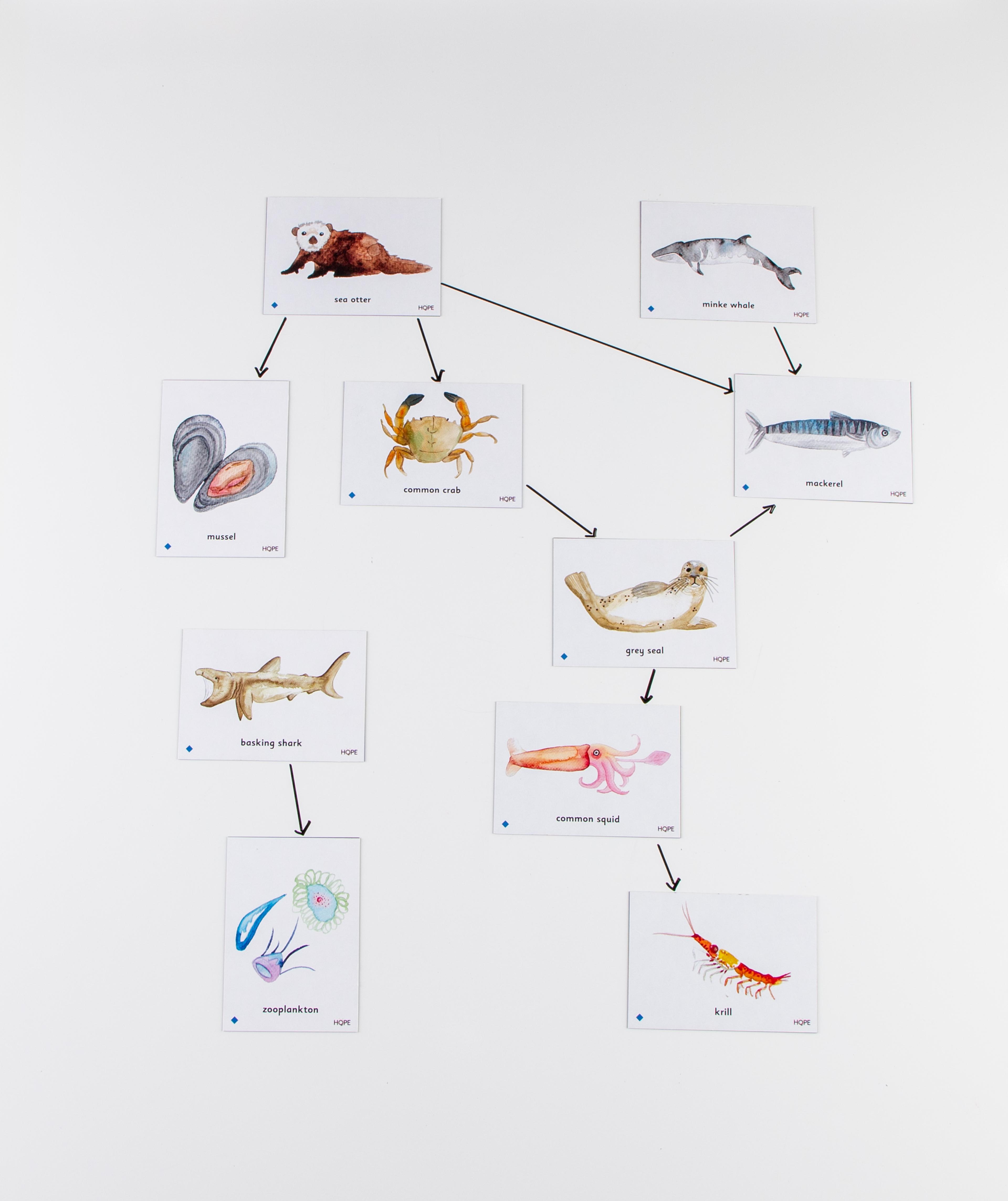 Food Chain UK Ocean Magnetic Tiles from Hope Education