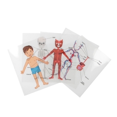 Body Systems Sheets from Hope Education