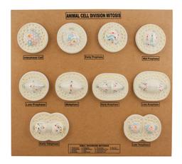 Animal Cell Model: Cell Division - Mitosis