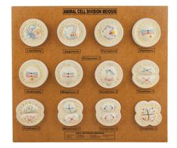 Animal Cell Model: Cell Division - Meiosis