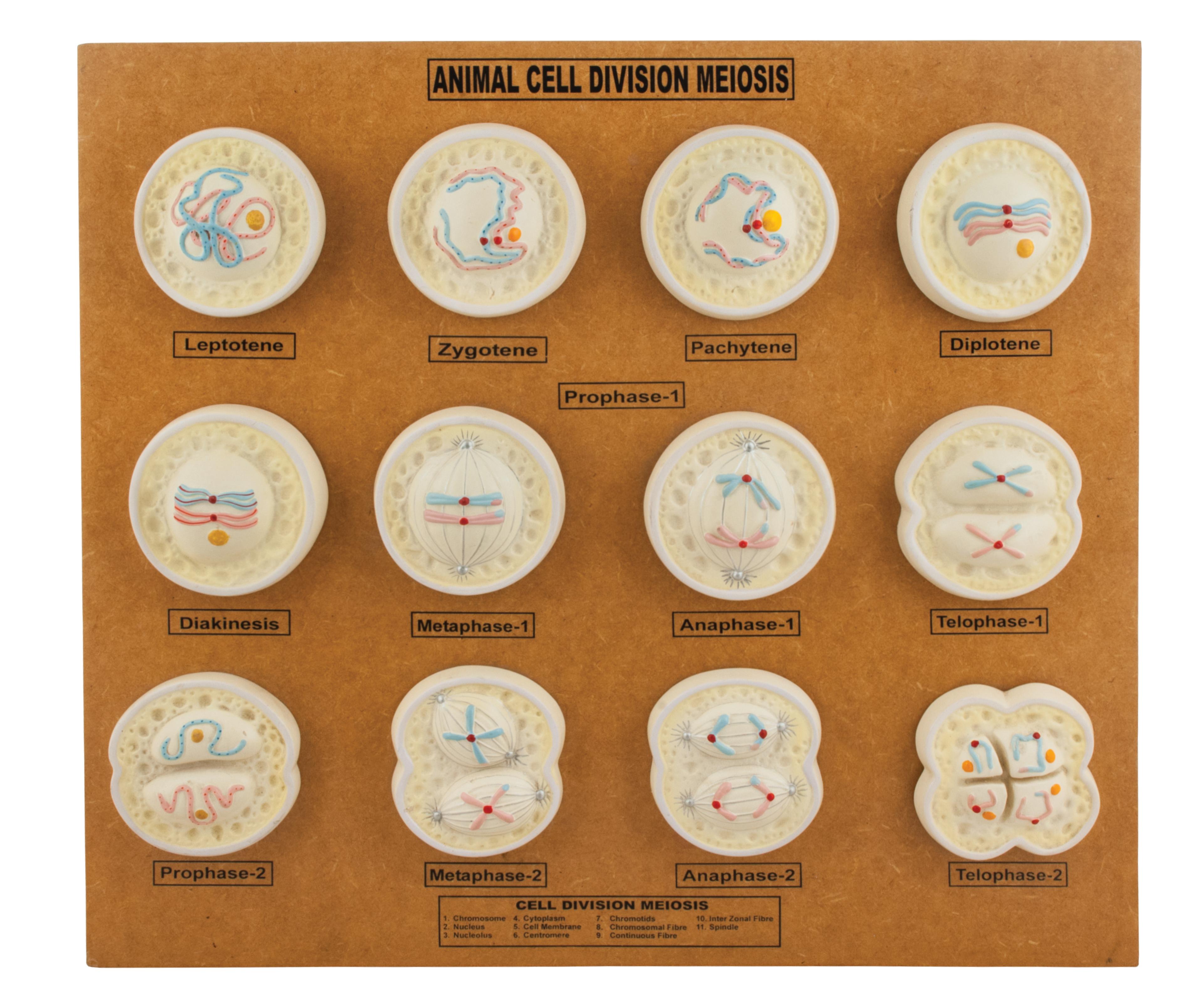 Animal Cell Model: Cell Division - Meiosis