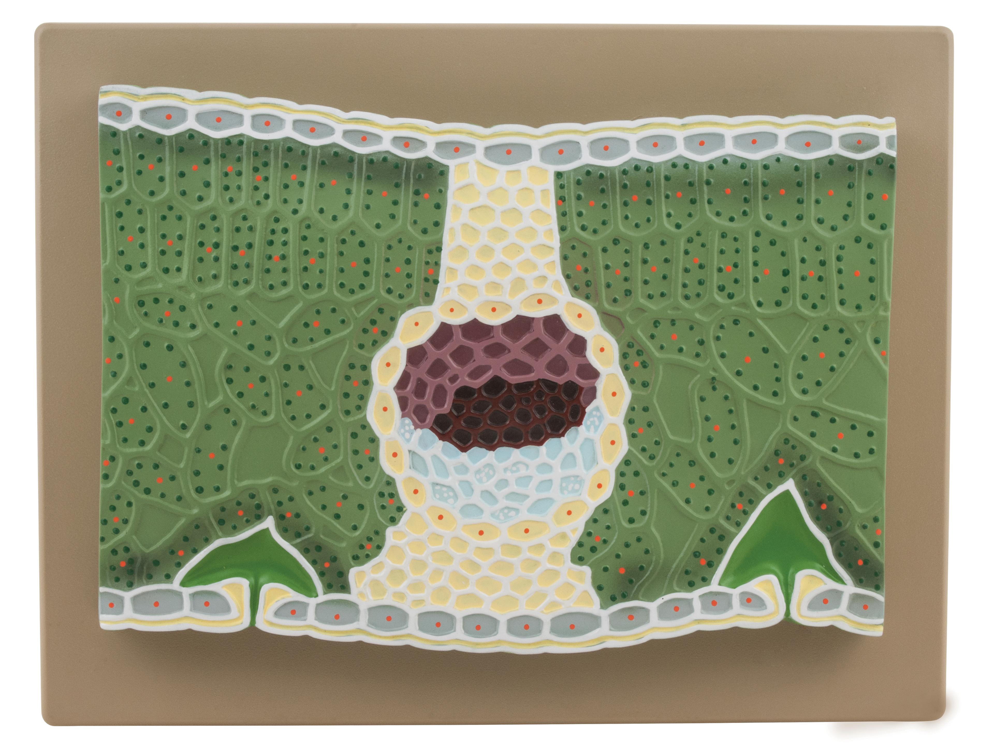 Leaf Model: Dicot V.S.