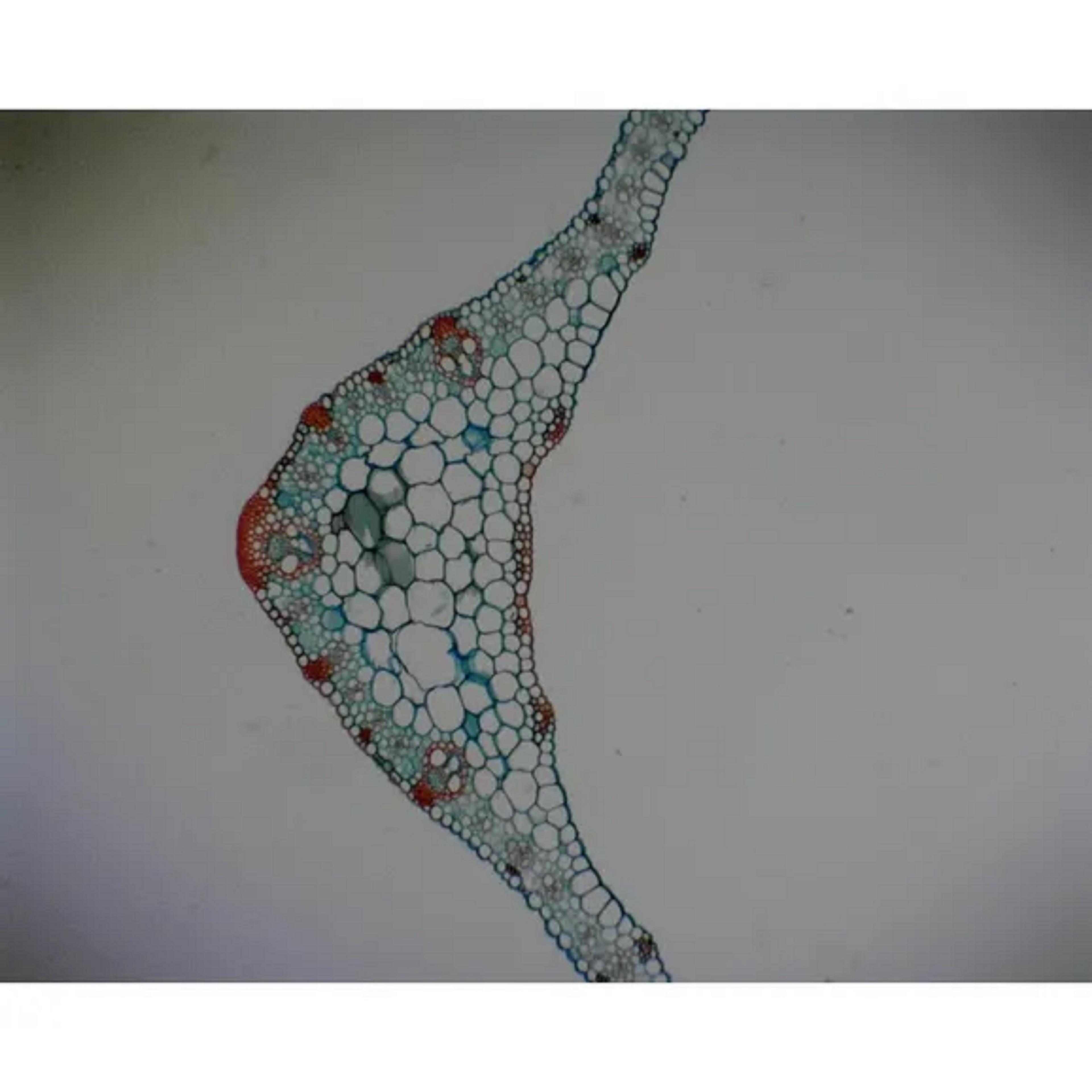 Philip Harris Monocot Plant Slide Set - Set of 3 Slides