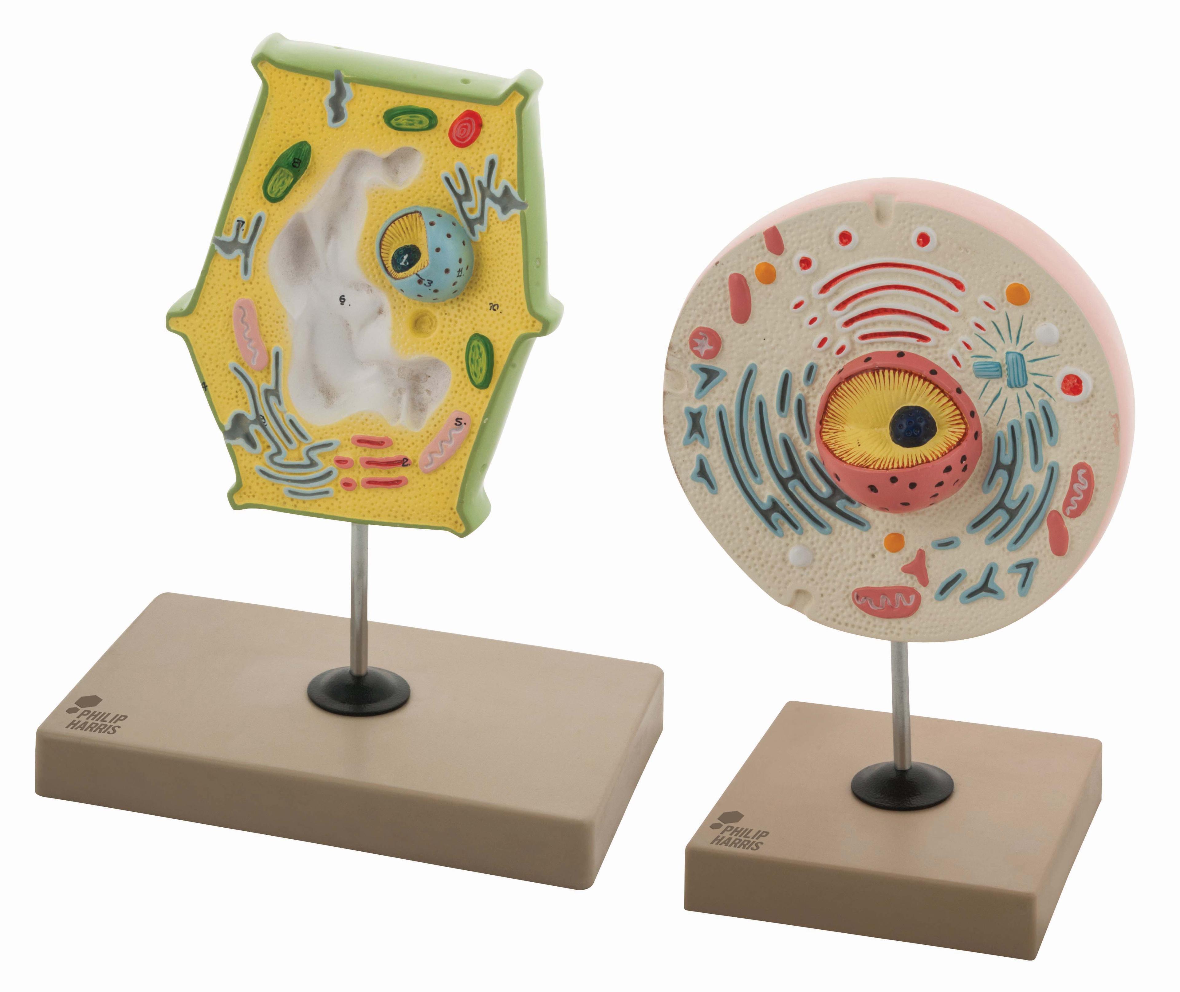Model Plant and Animal Cell Comparison