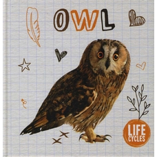 Owl - Life Cycles