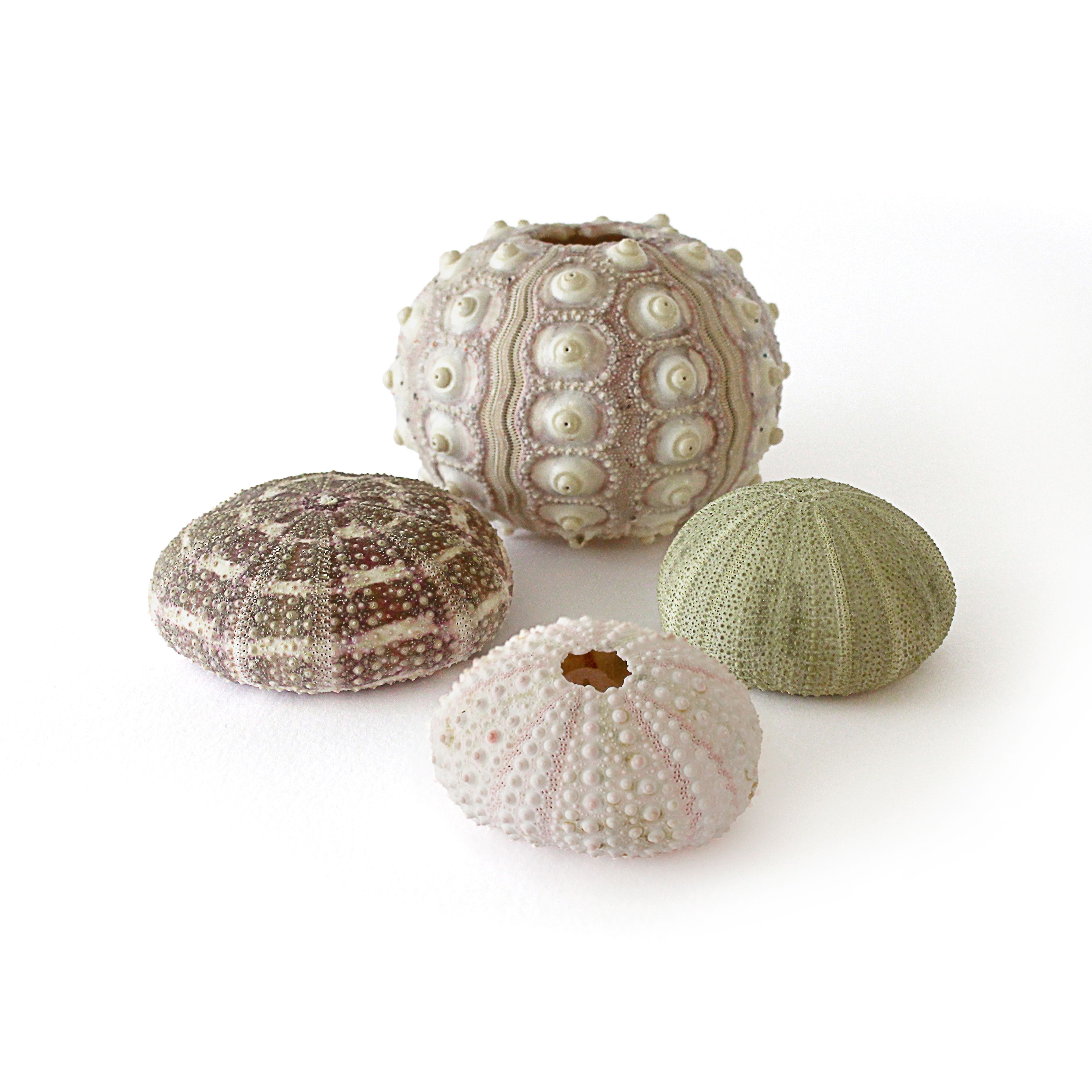 Urchins Set - Pack 12