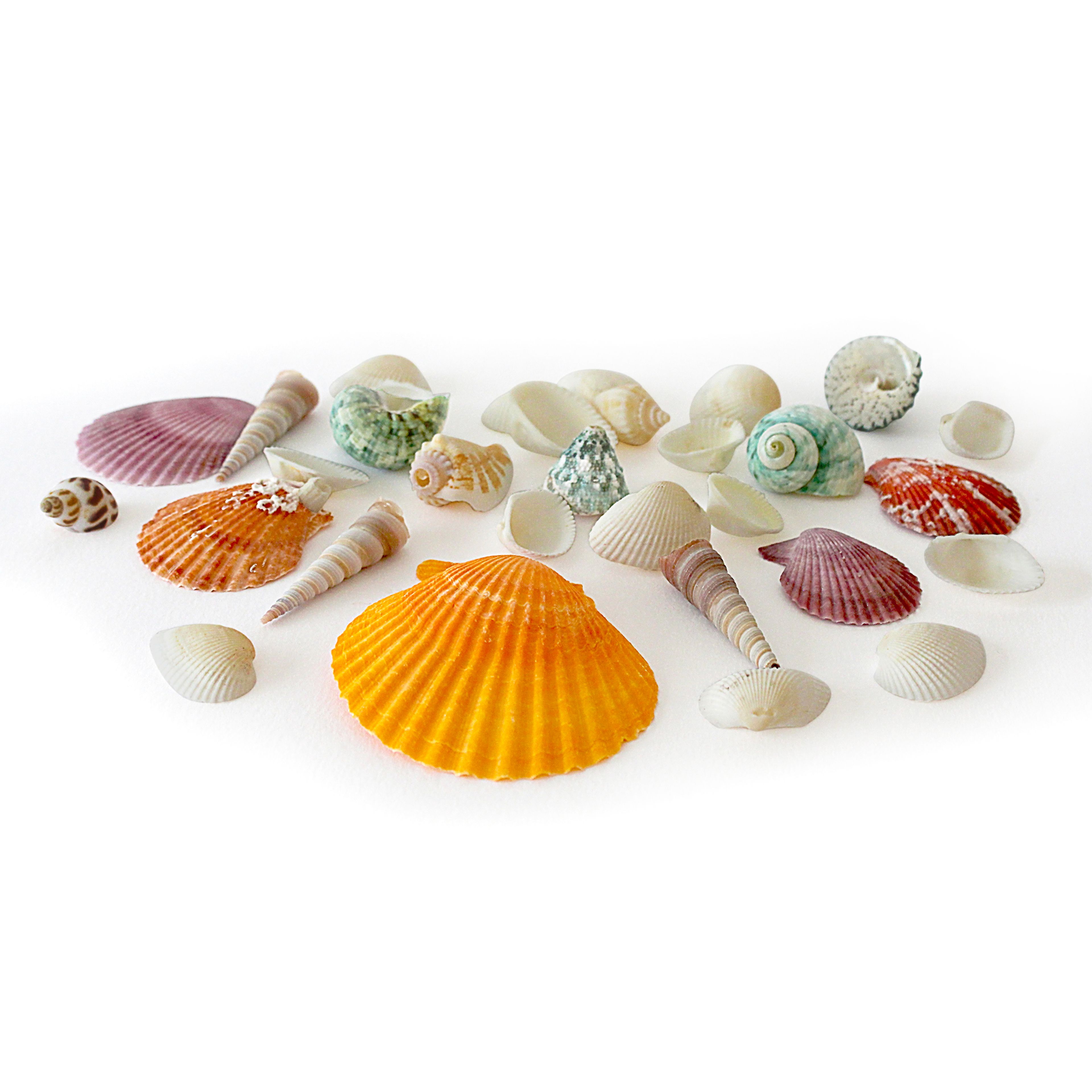 Mixed Shells - 2.5L