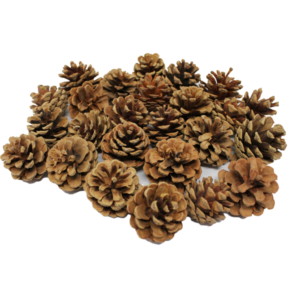 Pine Cones - Pack of 25