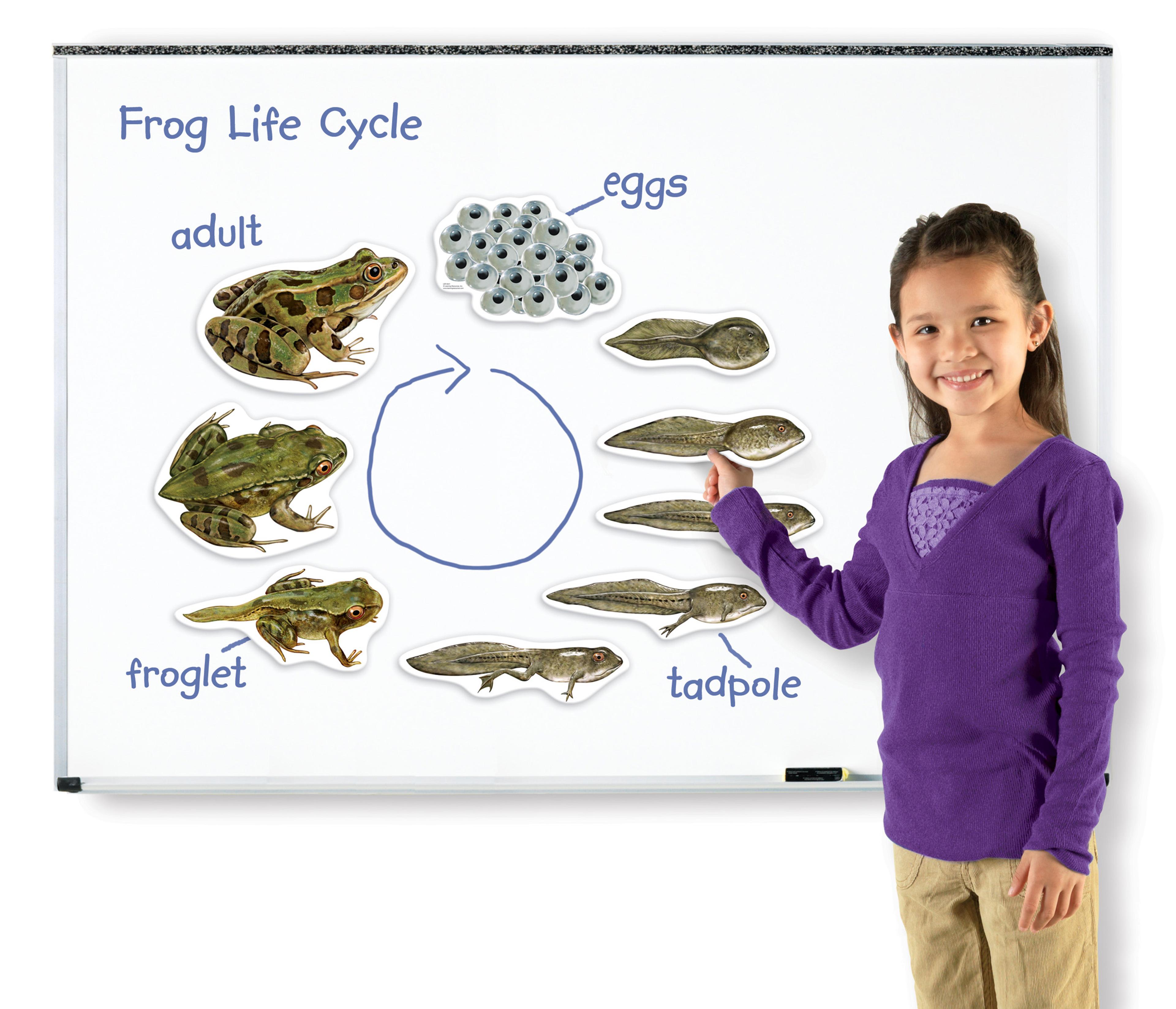 Giant Magnetic Frog Life Cycle