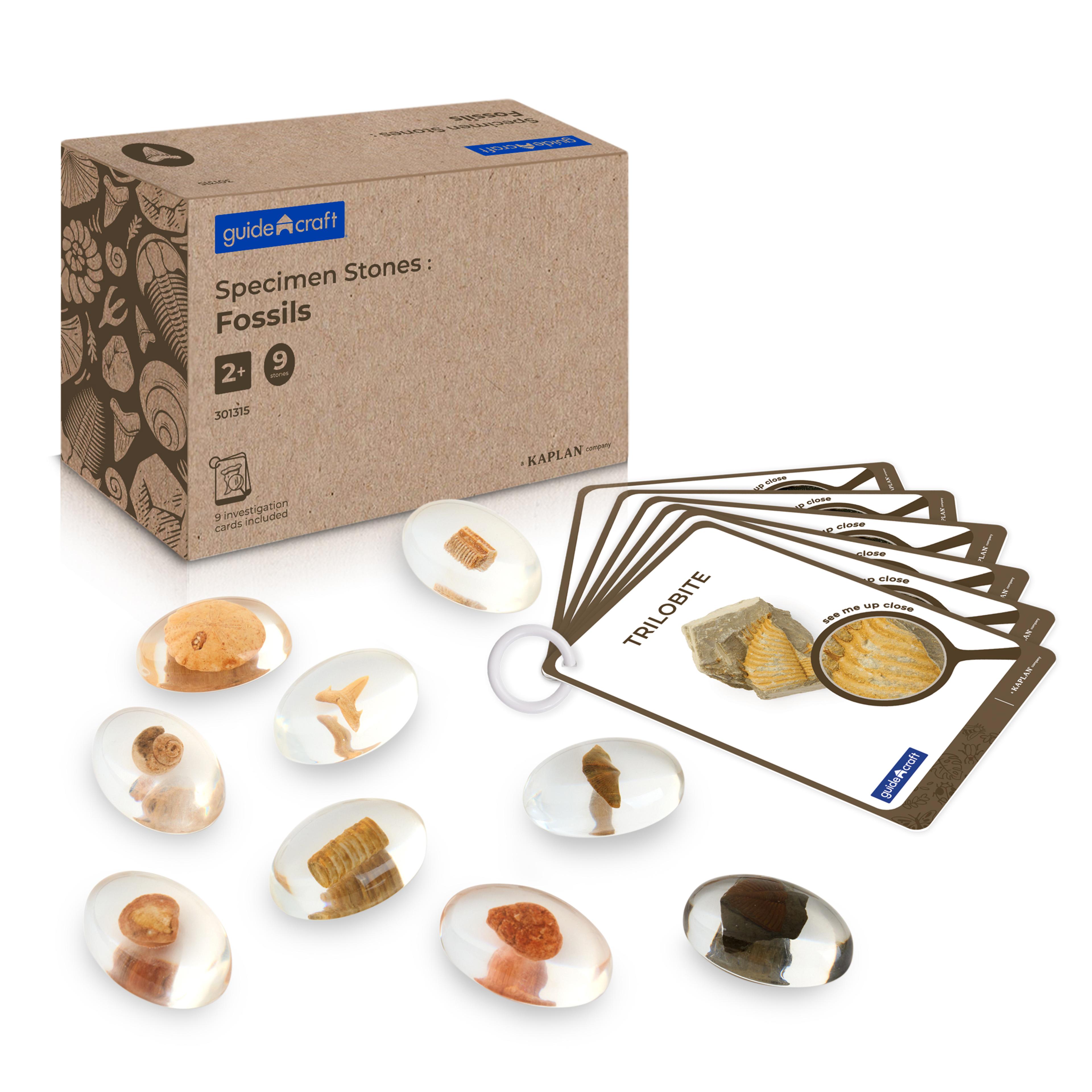 Guidecraft Specimen Stones: Fossils
