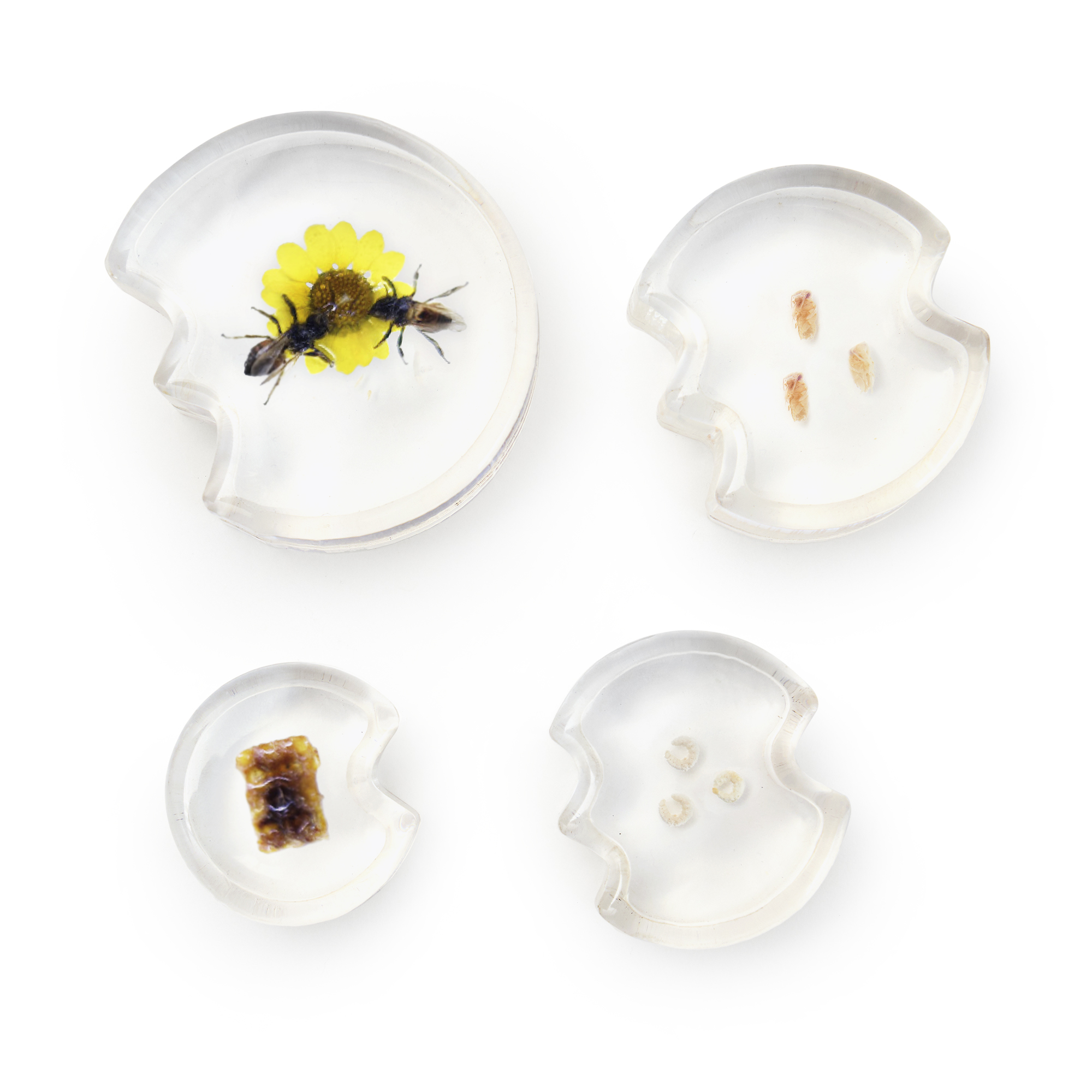Specimen Life Cycle Puzzles Honey Bee