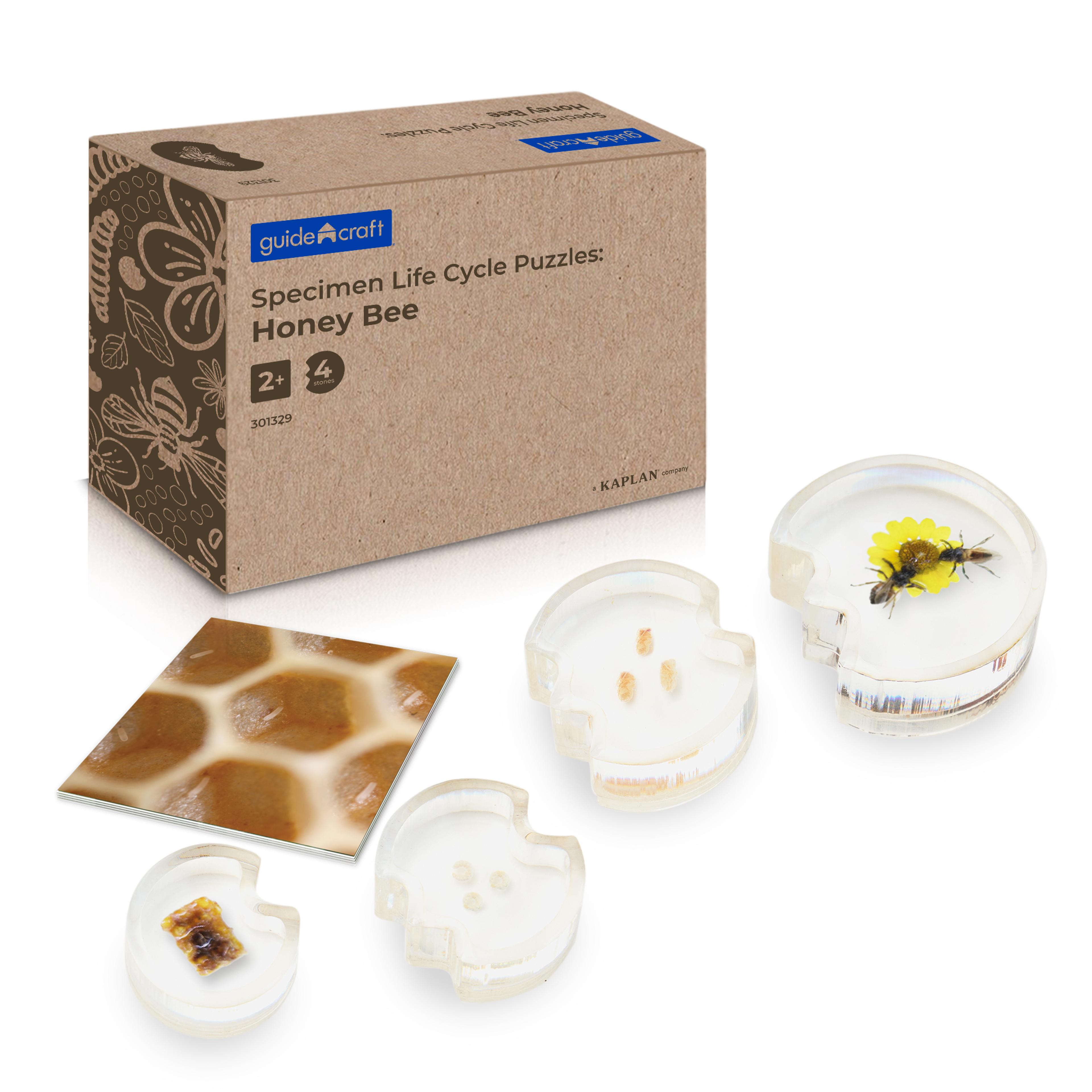 Guidecraft Specimen Life Cycle Puzzles: Honey Bee