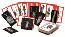 Insects X-Rays